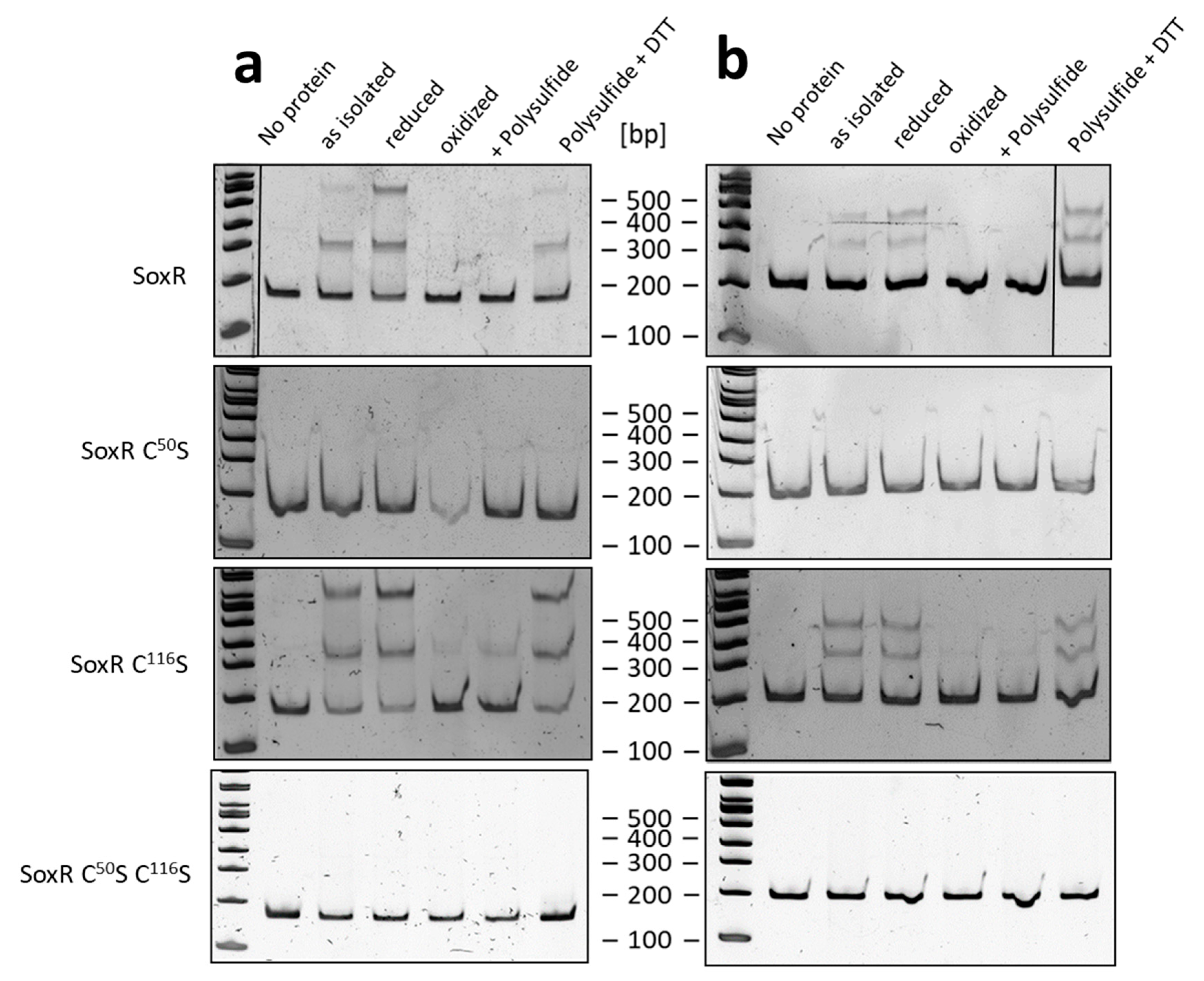 Antioxidants 12 01620 g008 Antioxidants 12 01620 g008