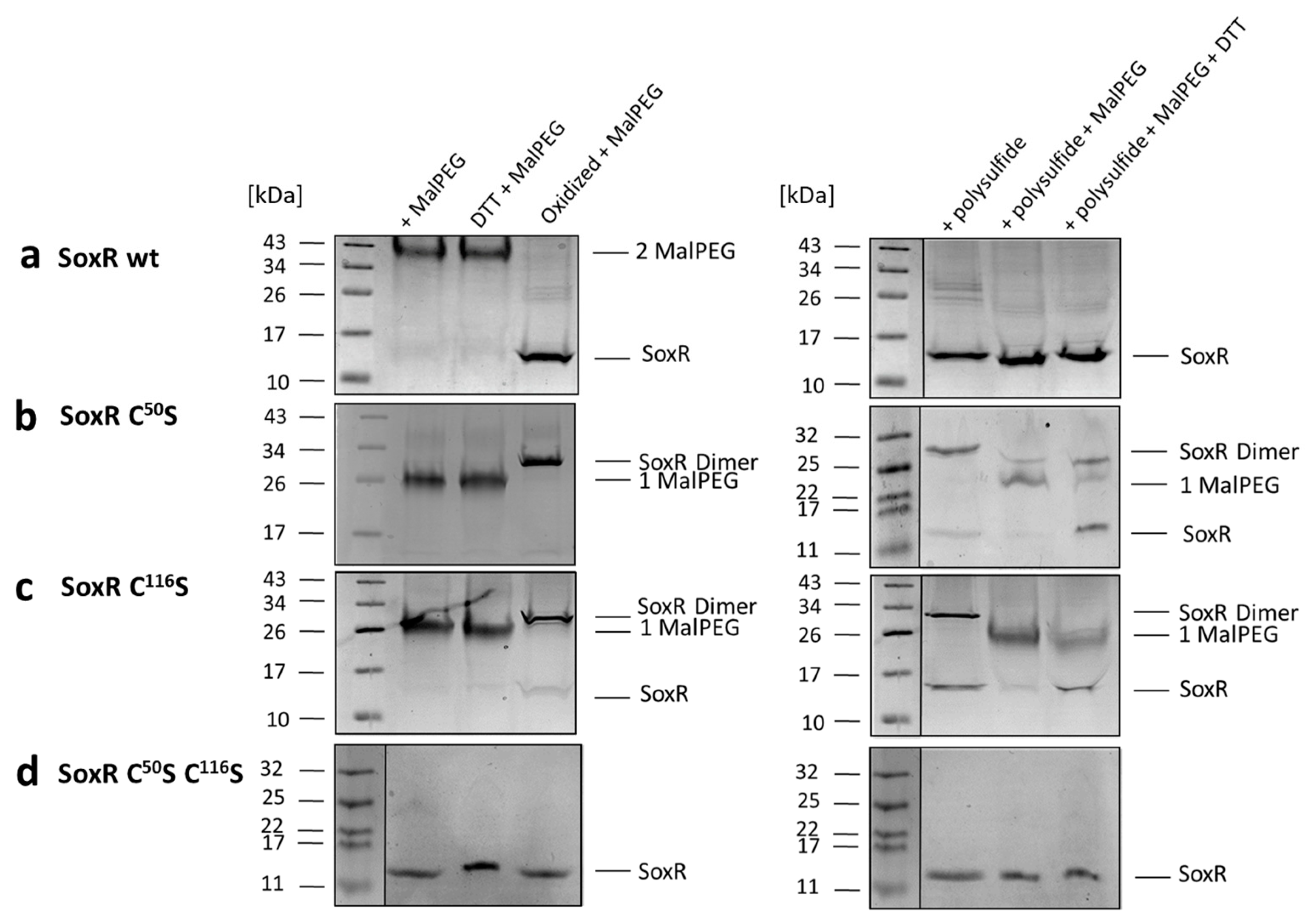 Antioxidants 12 01620 g009 Antioxidants 12 01620 g009