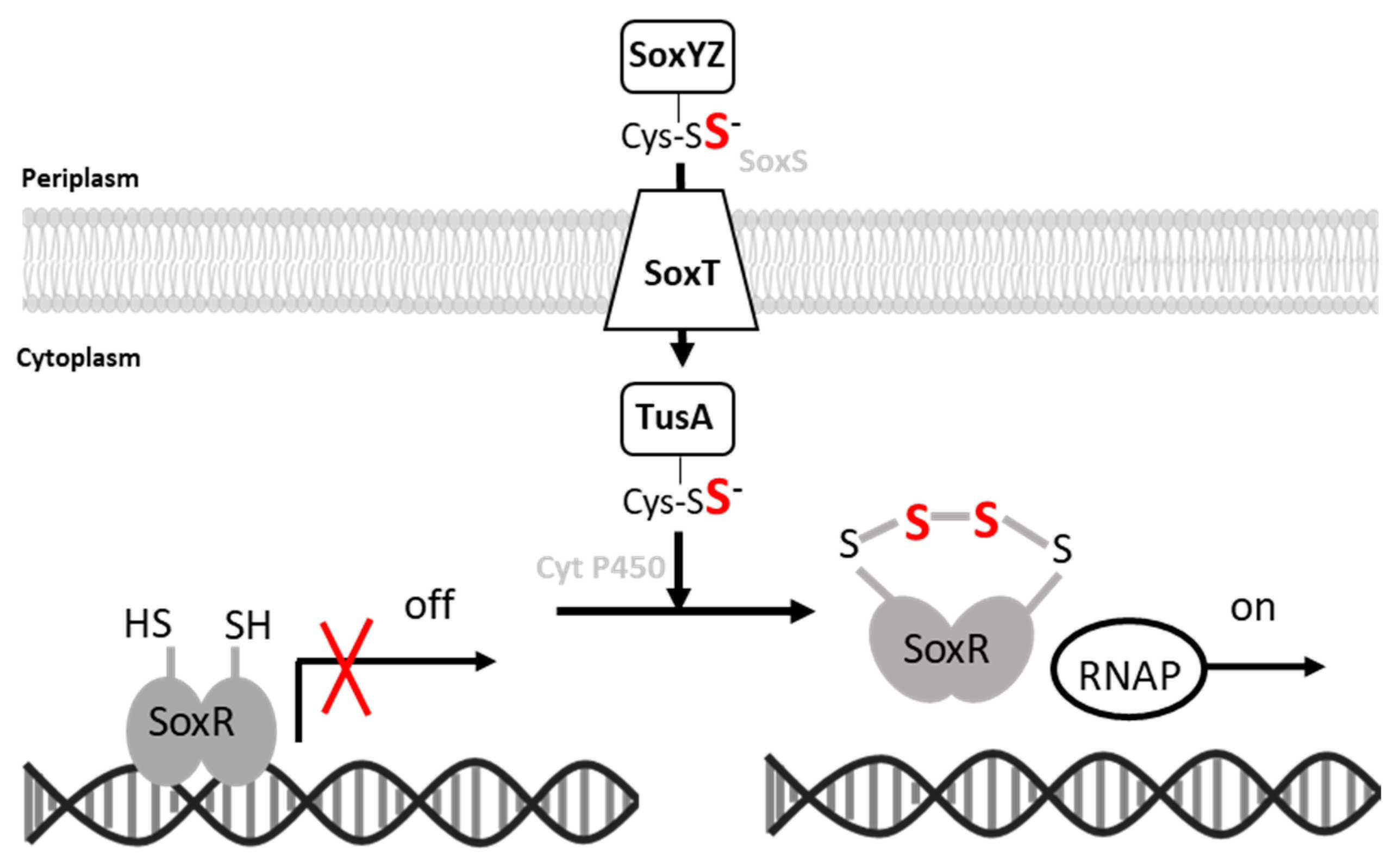 Antioxidants 12 01620 g010 Antioxidants 12 01620 g010