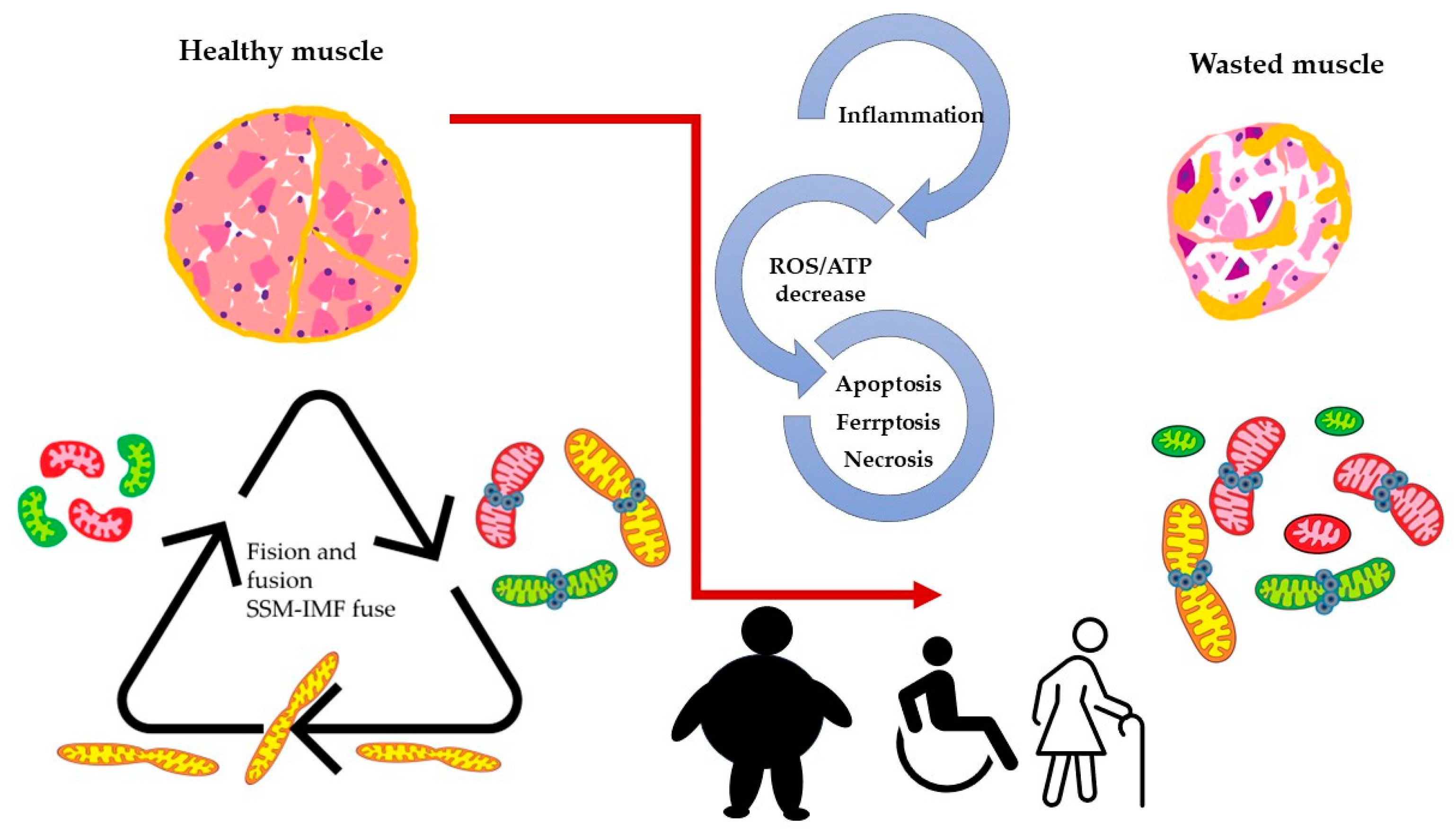 Antioxidants 12 01624 g003