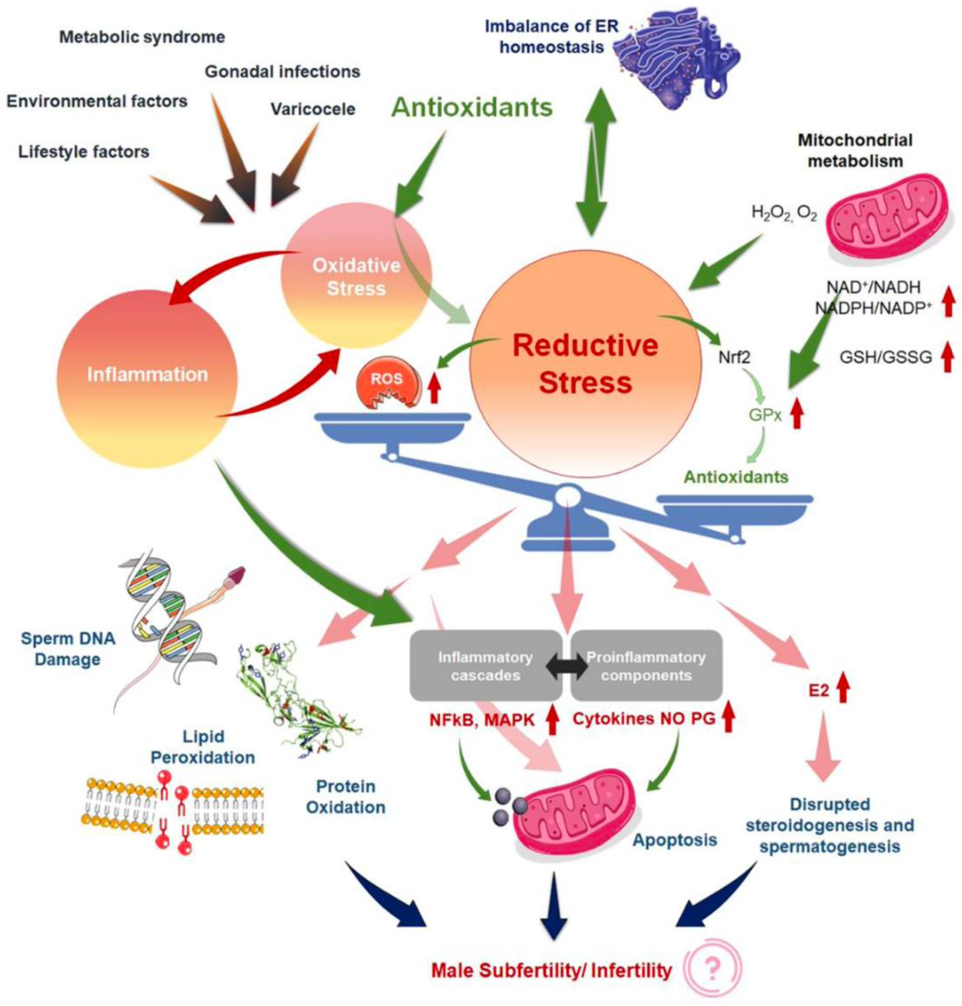 Antioxidants 12 01626 g002