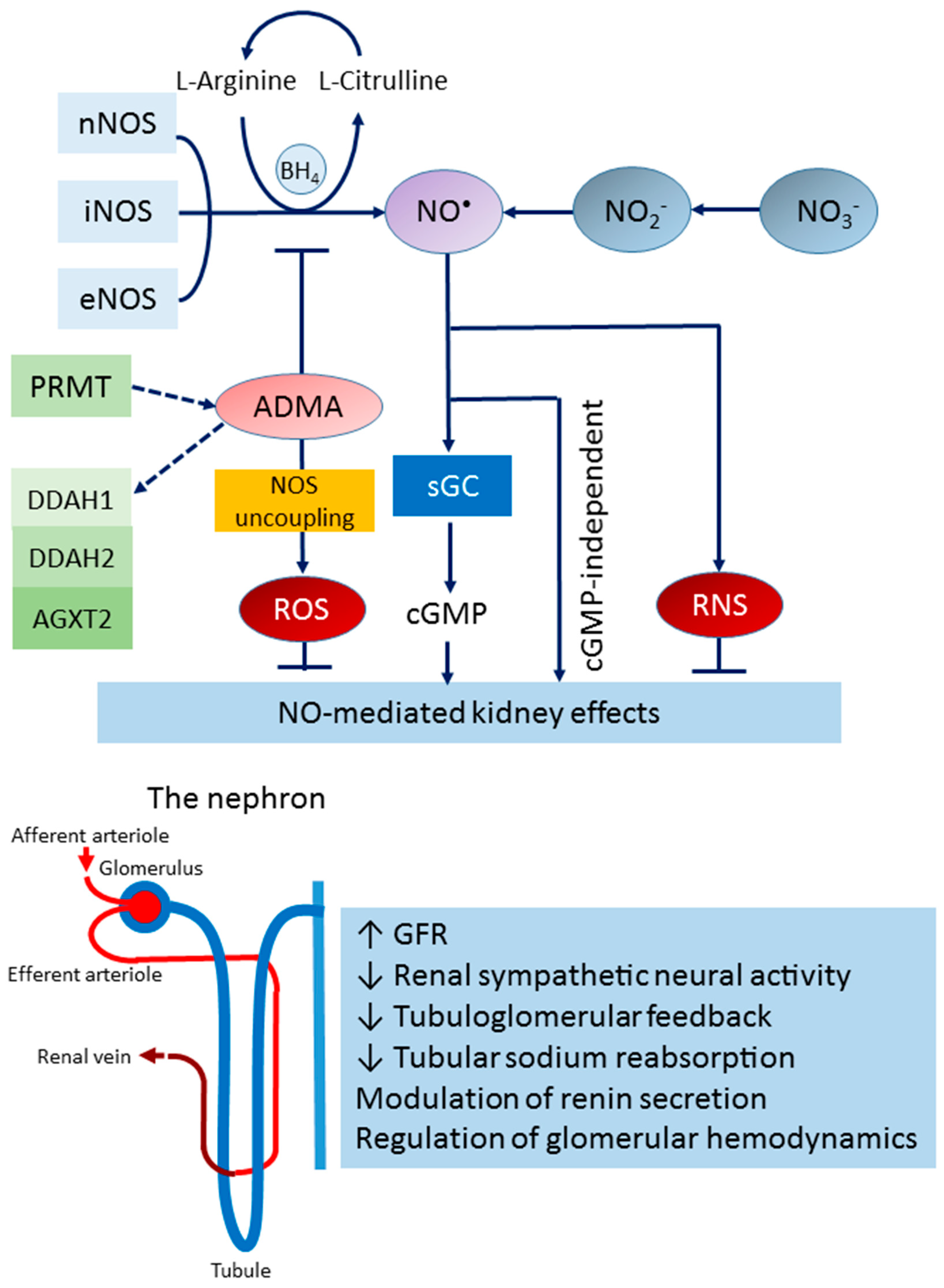 Antioxidants 12 01629 g001 Antioxidants 12 01629 g001