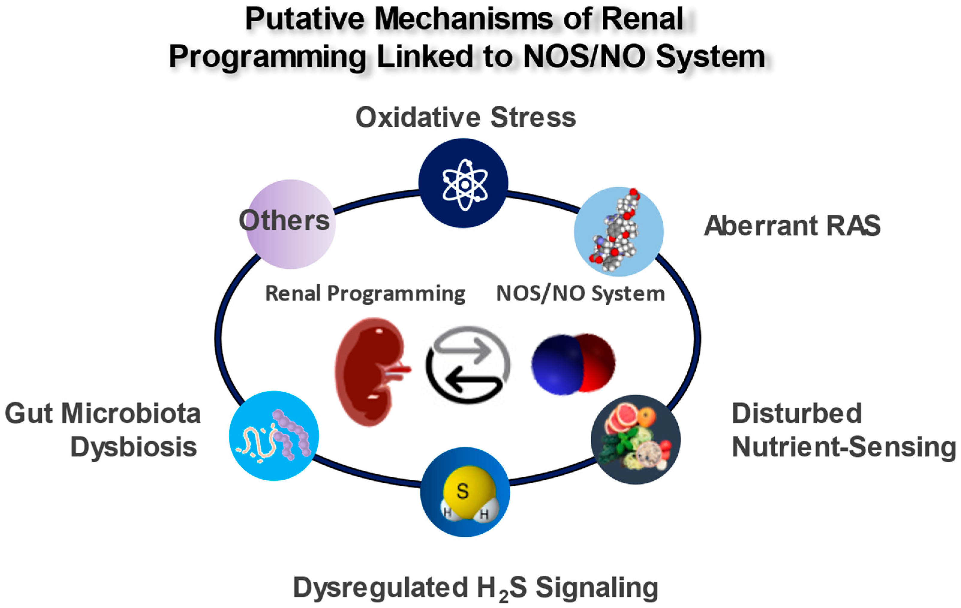 Antioxidants 12 01629 g002 Antioxidants 12 01629 g002