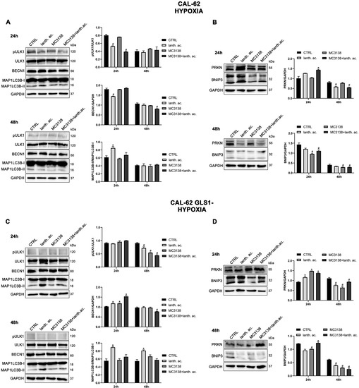 SIRT5 Activation and Inorganic Phosphate Binding Reduce