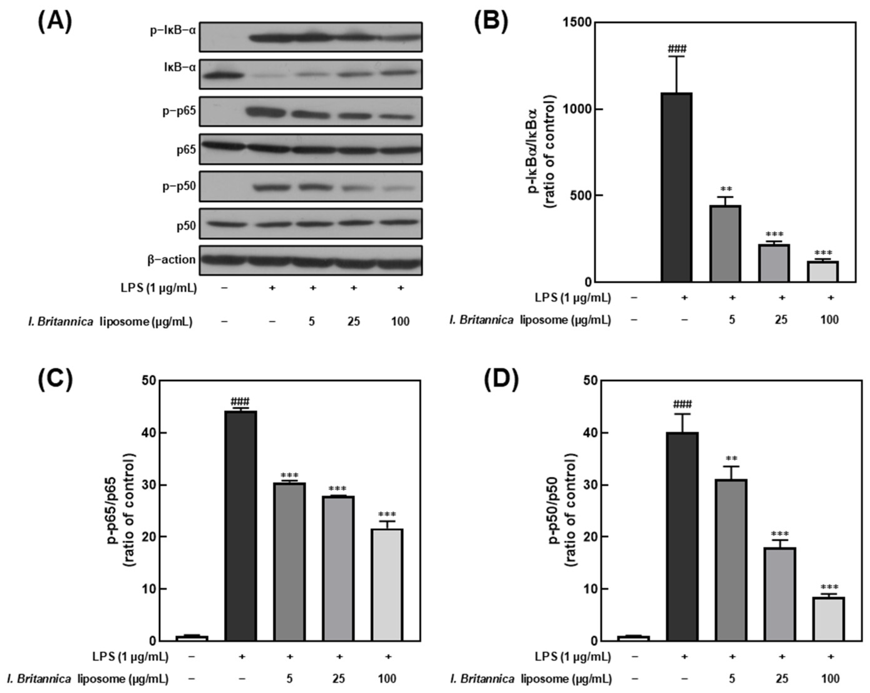 Antioxidants 12 01636 g004