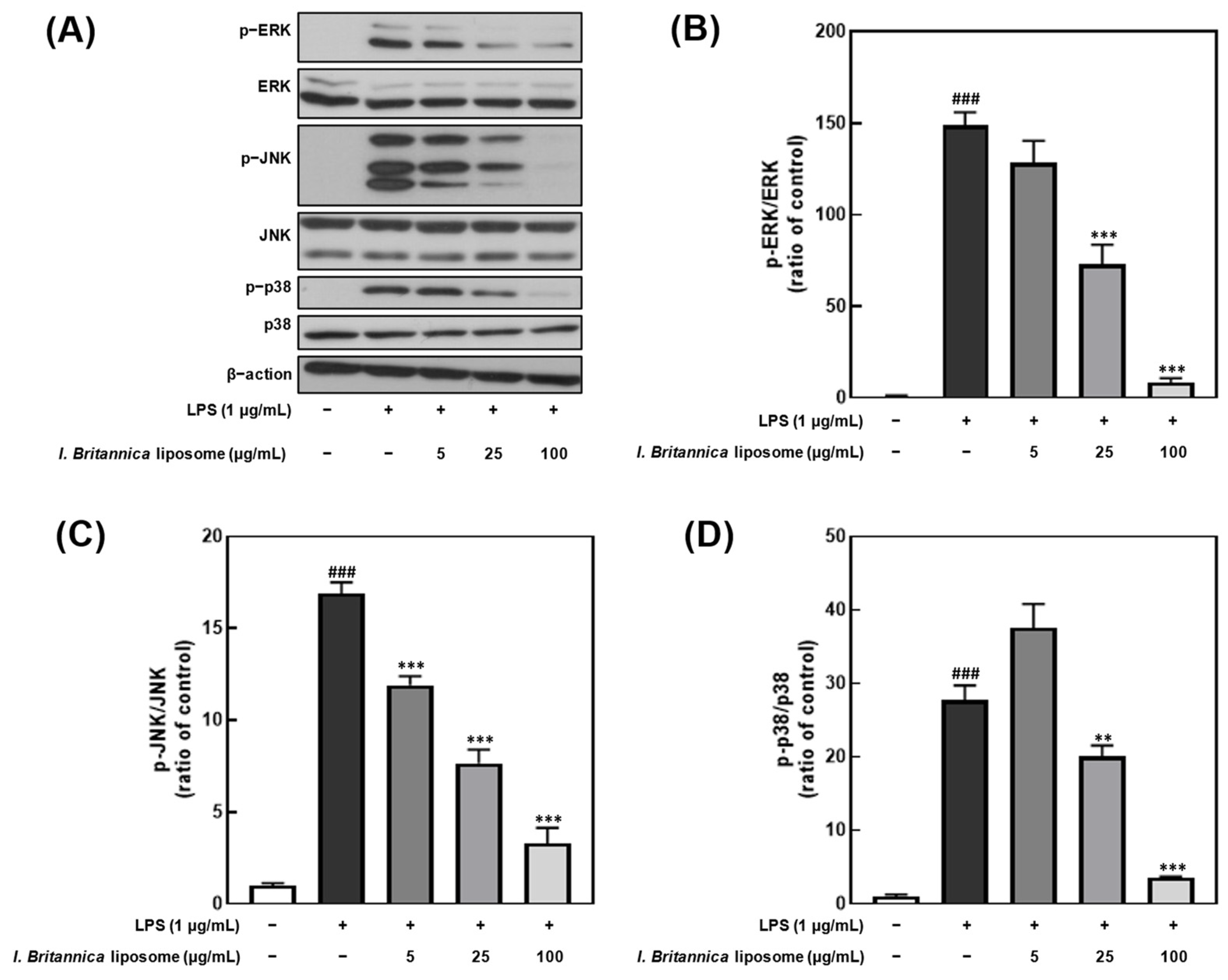 Antioxidants 12 01636 g005