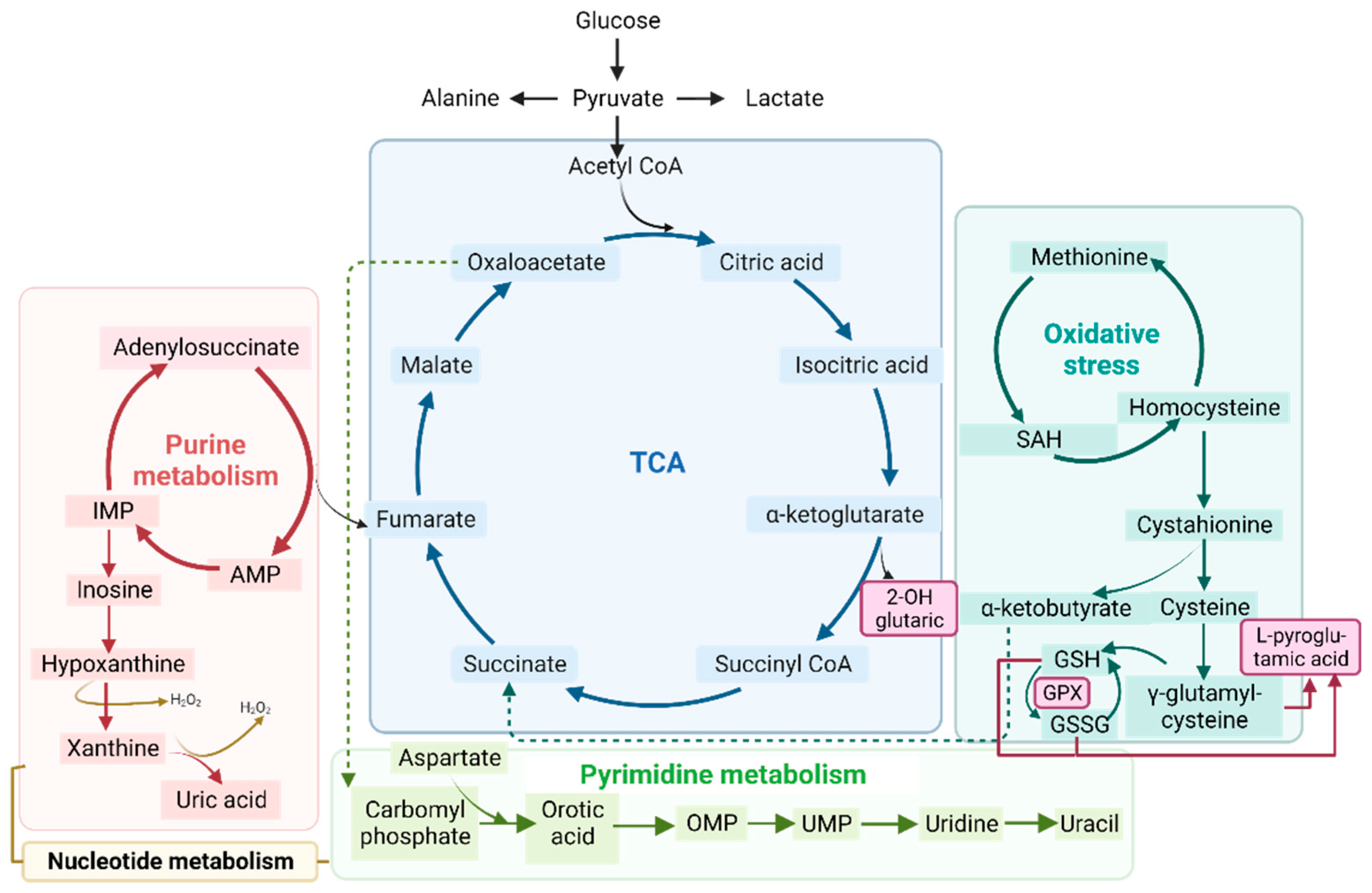 Antioxidants 12 01639 g005