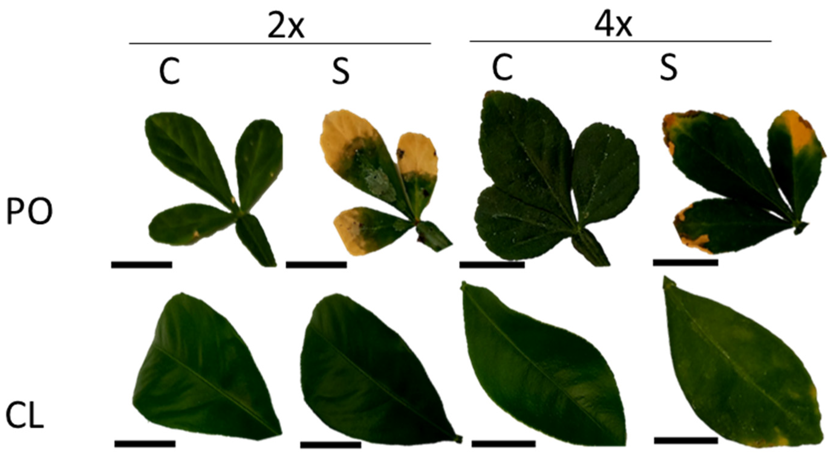 Antioxidants 12 01640 g005 Antioxidants 12 01640 g005
