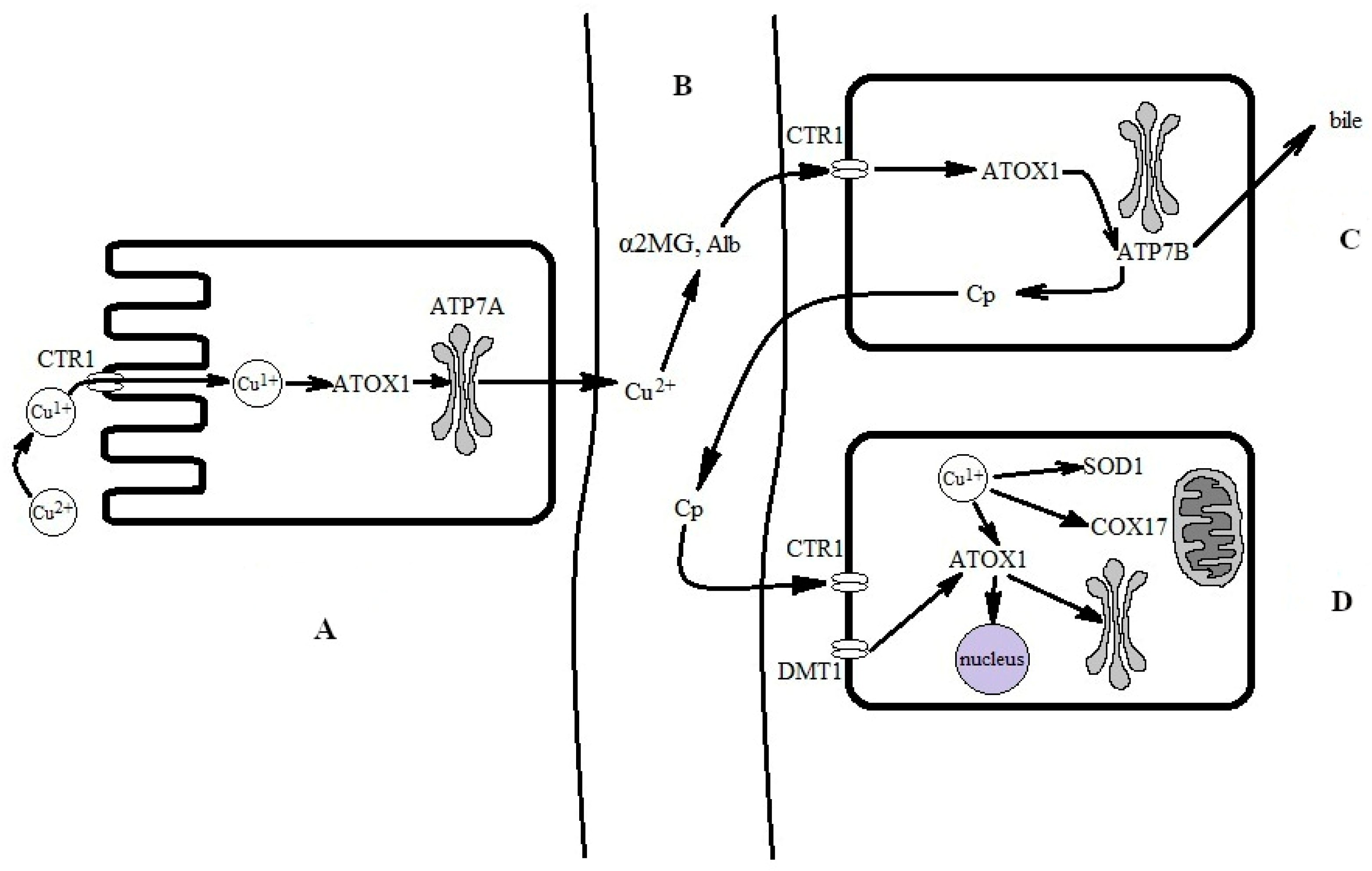 Antioxidants 12 01654 g002 Antioxidants 12 01654 g002