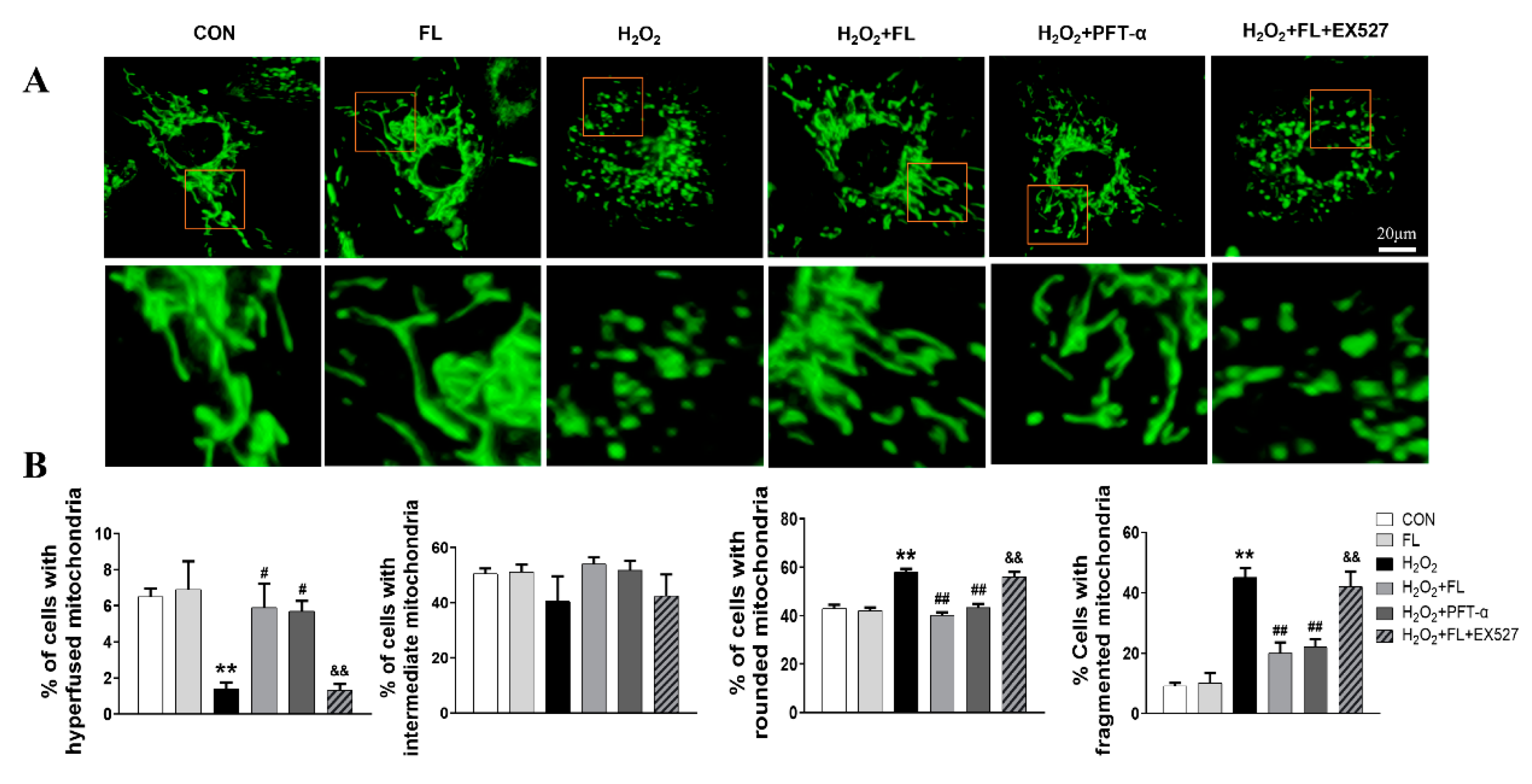 Antioxidants 12 01657 g003