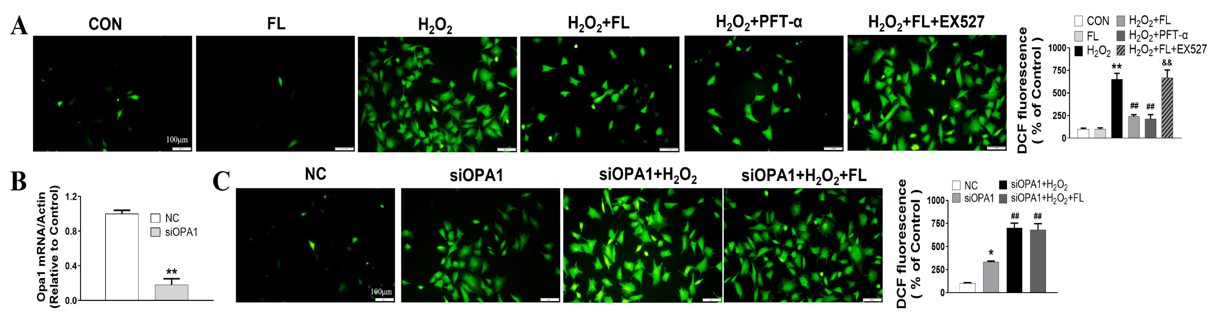 Antioxidants 12 01657 g004a