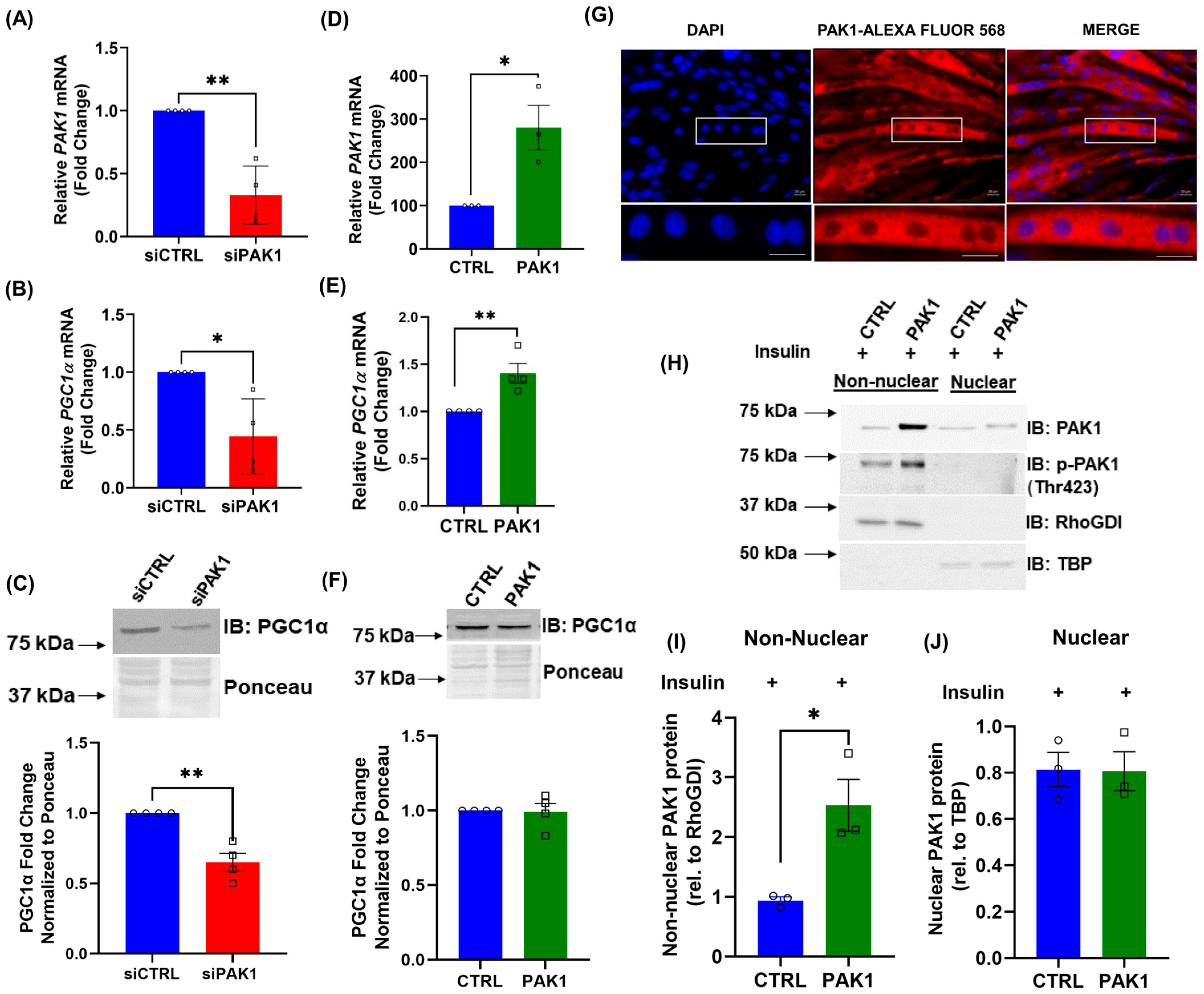 Antioxidants 12 01658 g003 Antioxidants 12 01658 g003