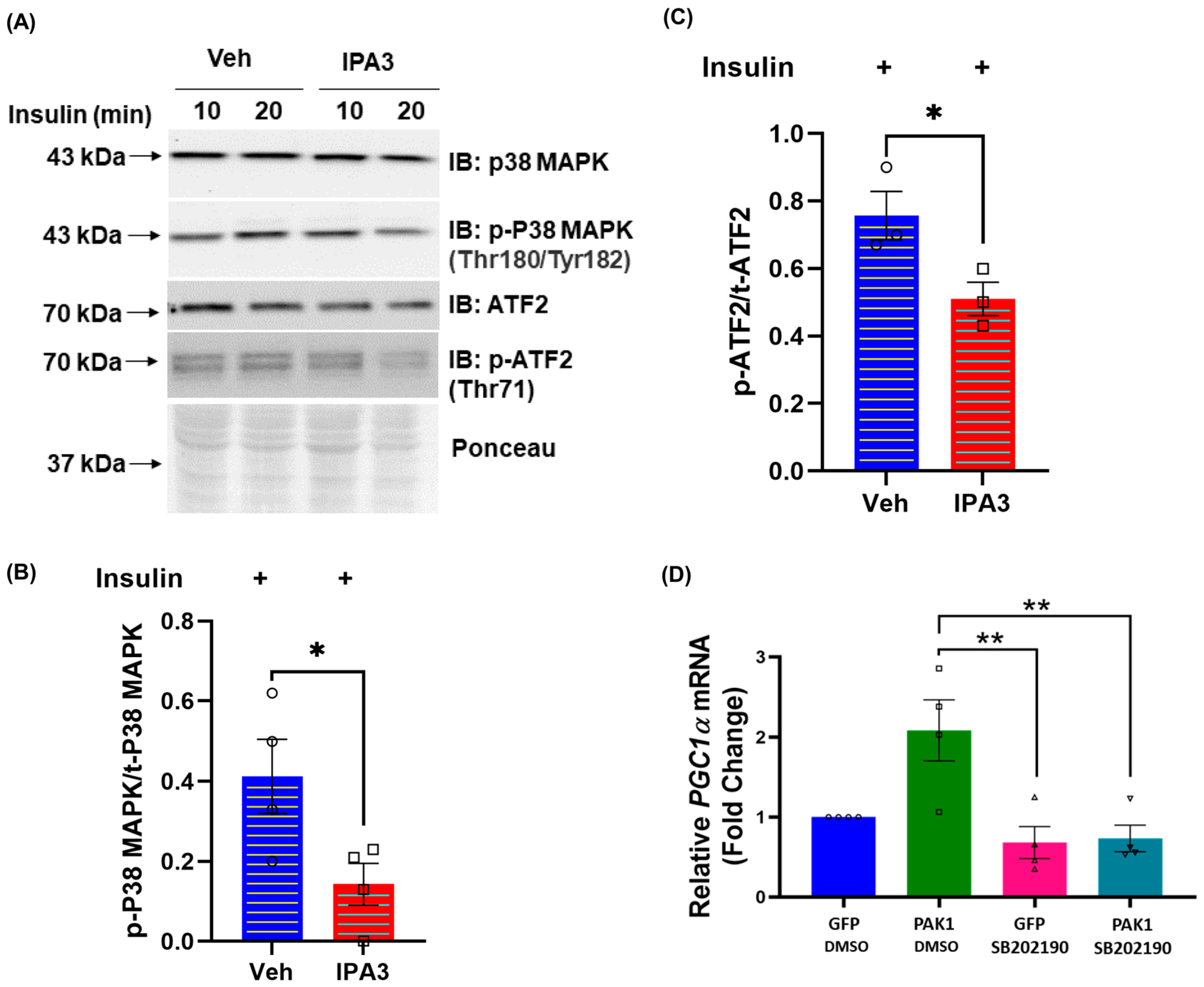 Antioxidants 12 01658 g004 Antioxidants 12 01658 g004