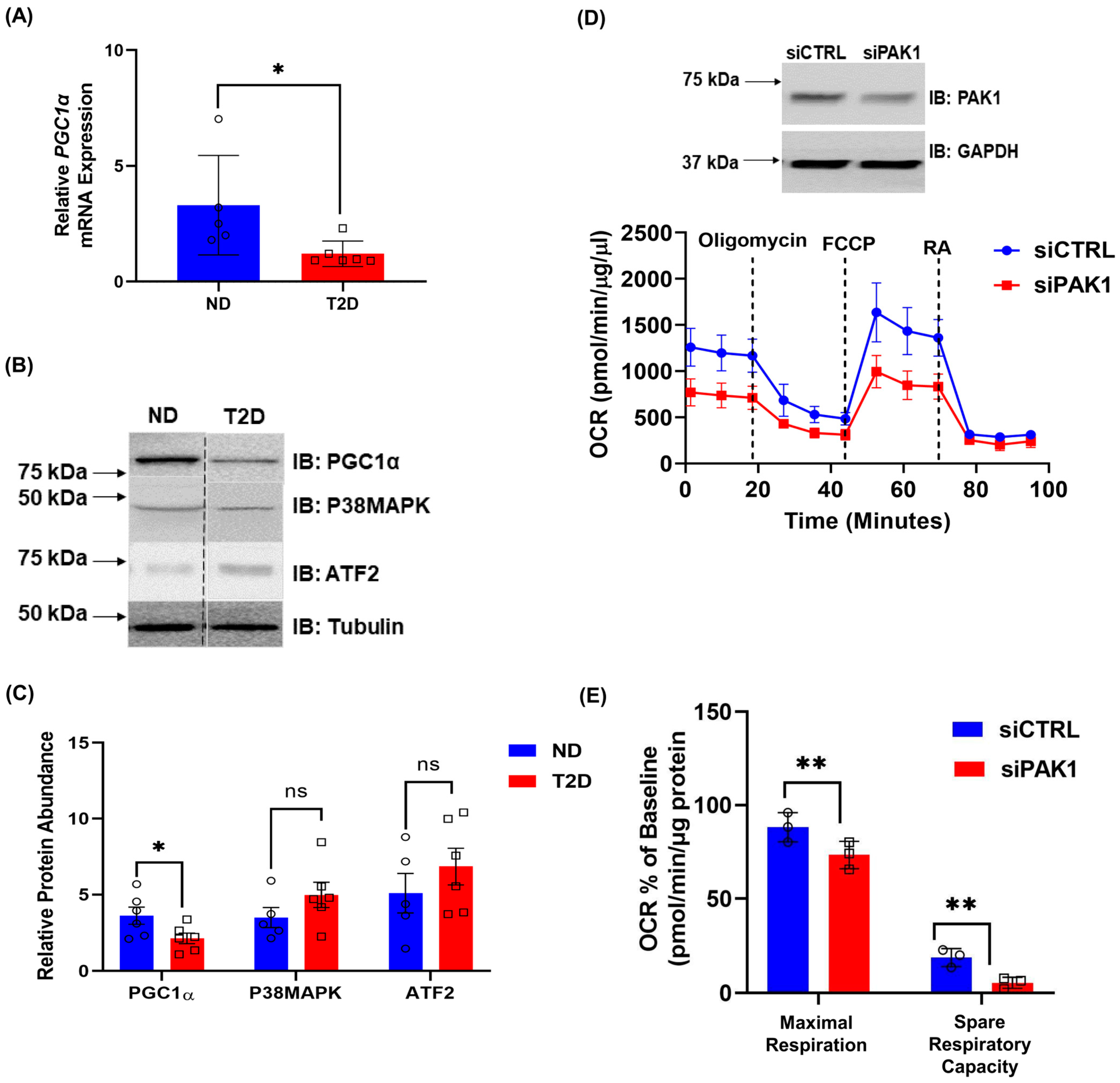 Antioxidants 12 01658 g006 Antioxidants 12 01658 g006