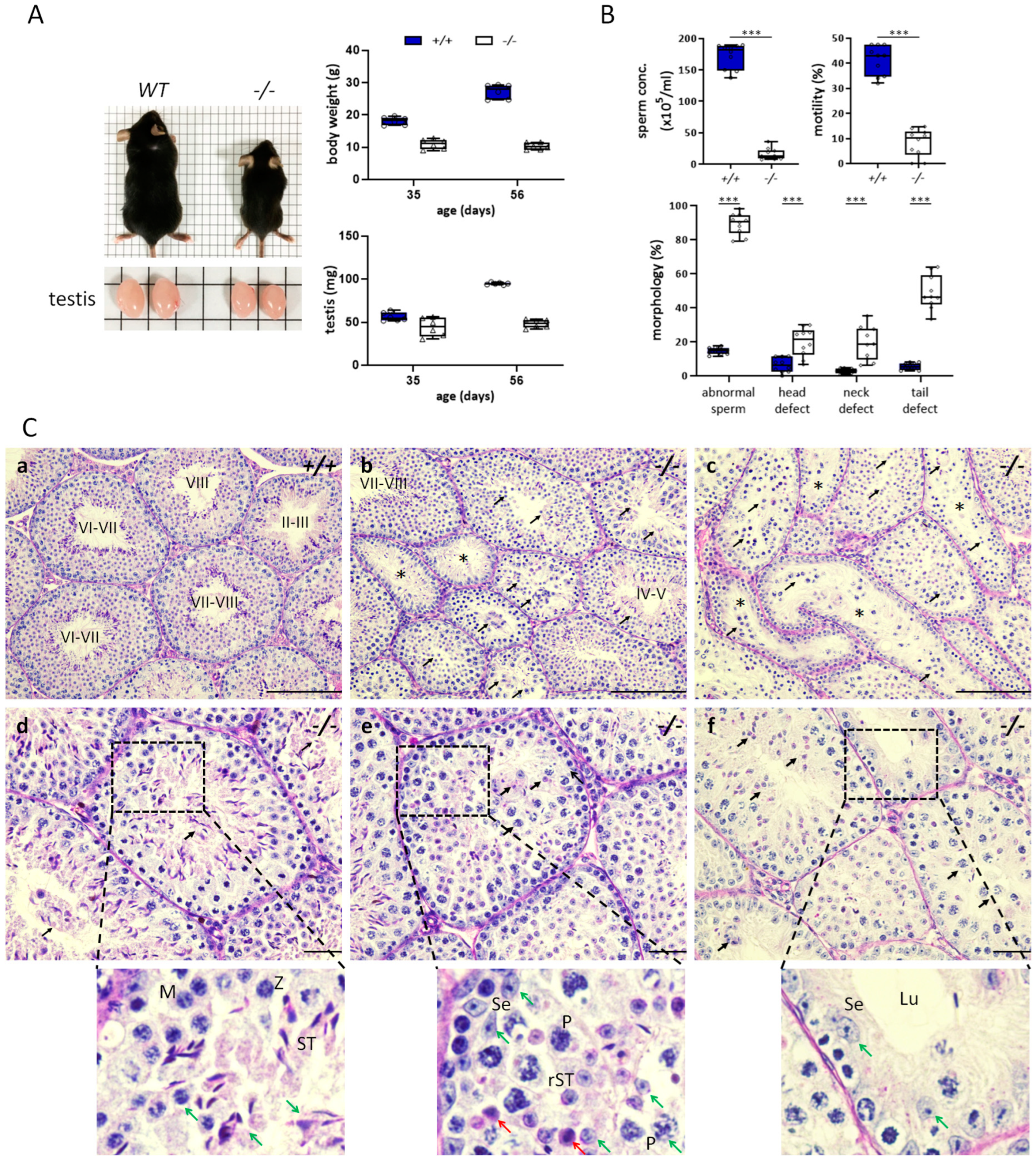 Antioxidants 12 01671 g002