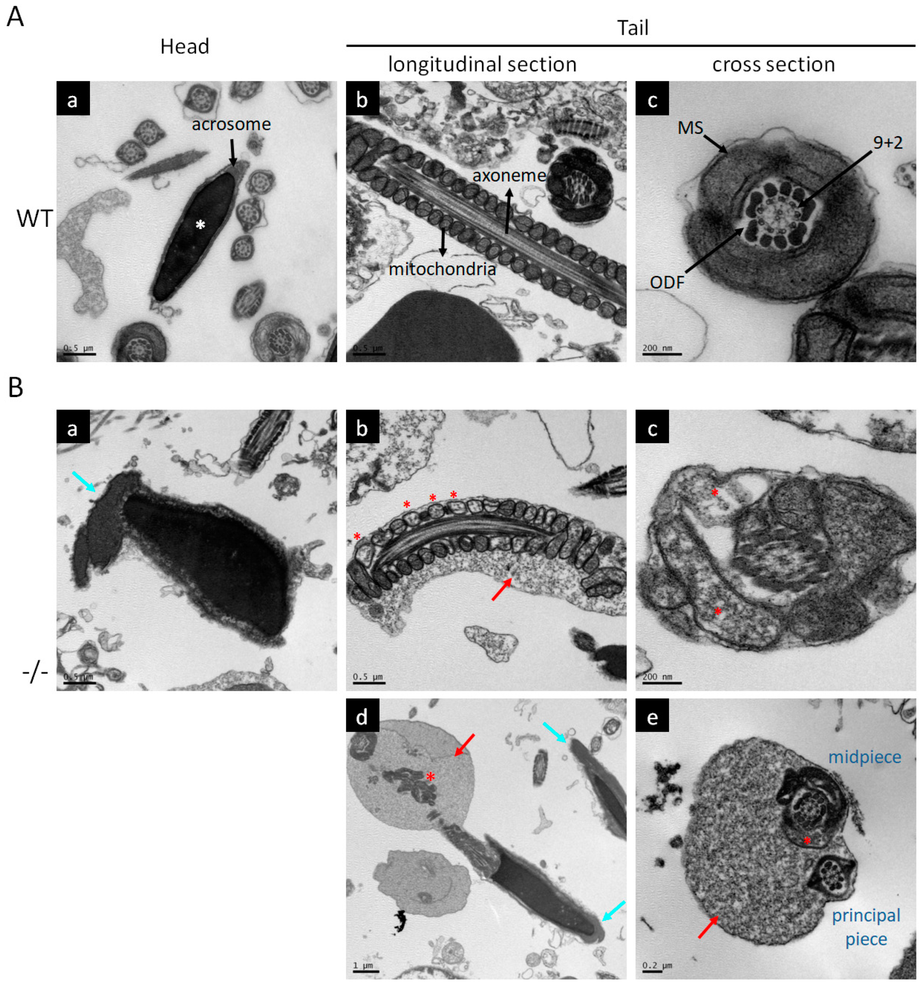 Antioxidants 12 01671 g003