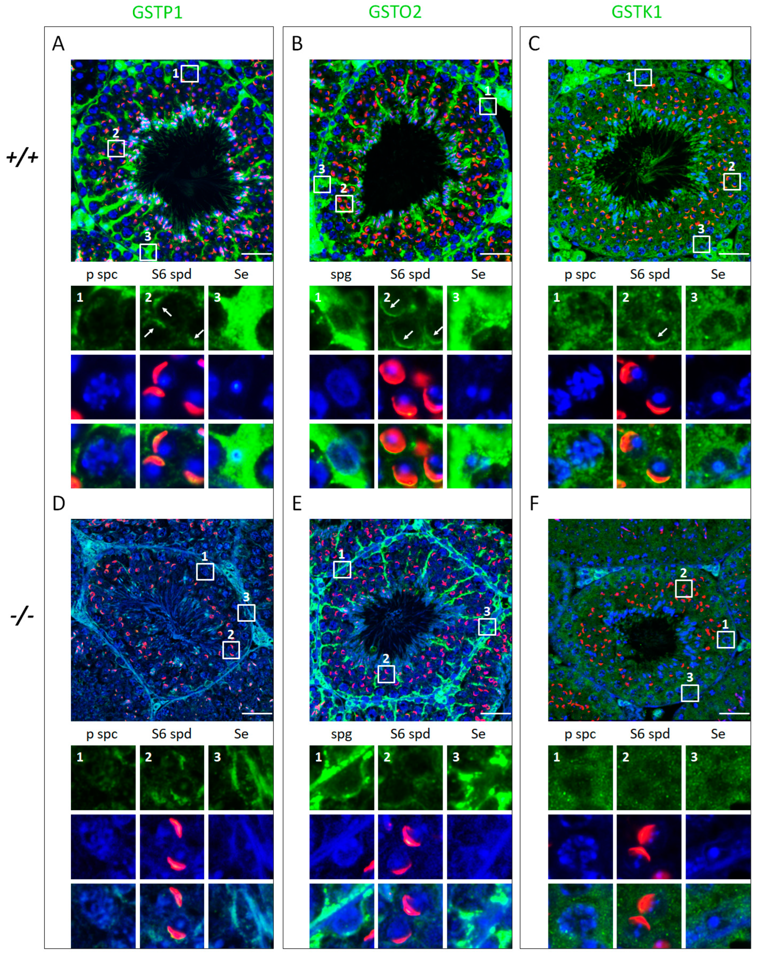 Antioxidants 12 01671 g006