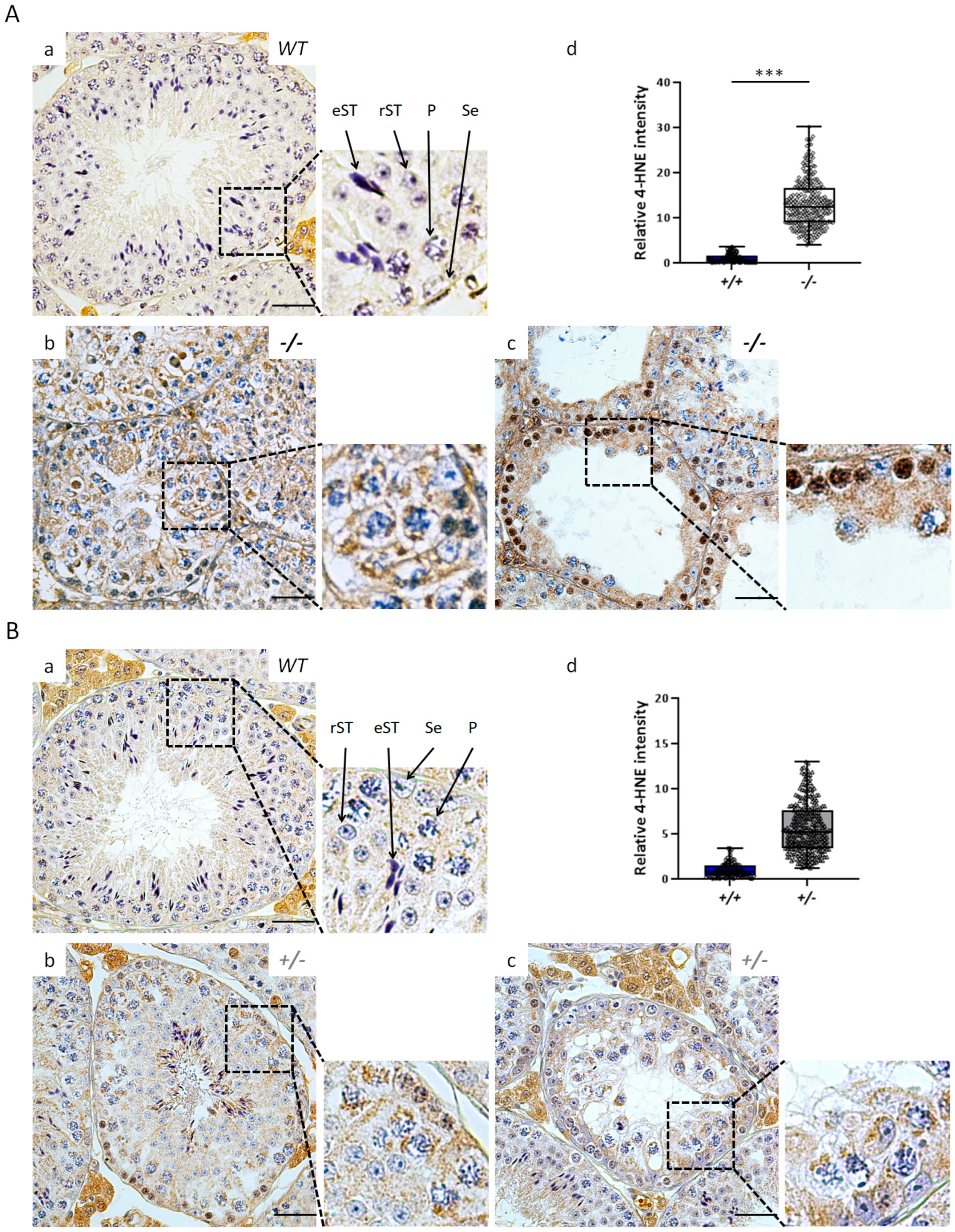 Antioxidants 12 01671 g007