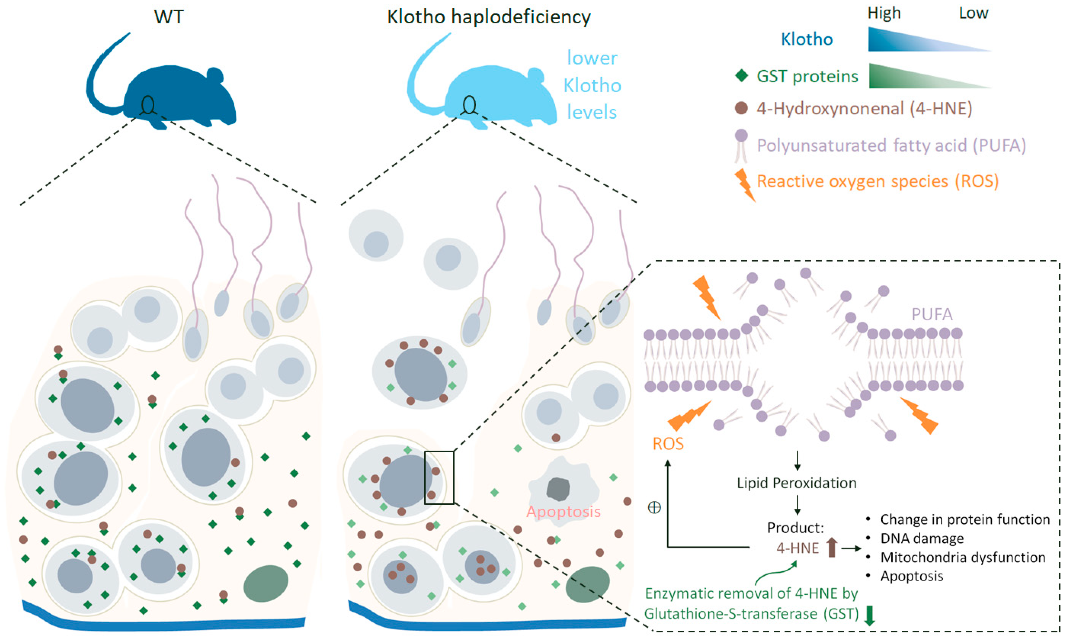 Antioxidants 12 01671 g009