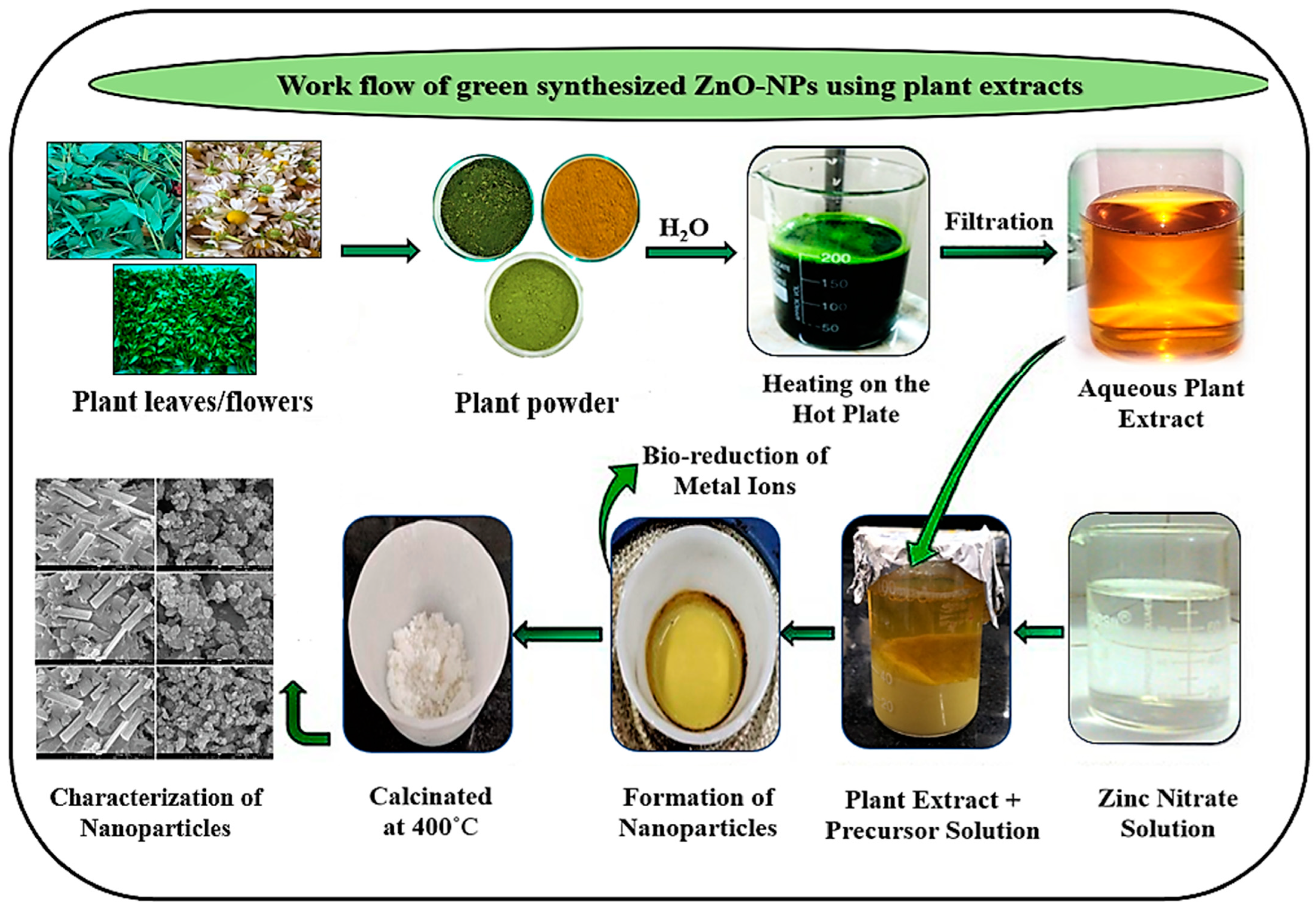 Antioxidants 12 01679 g002