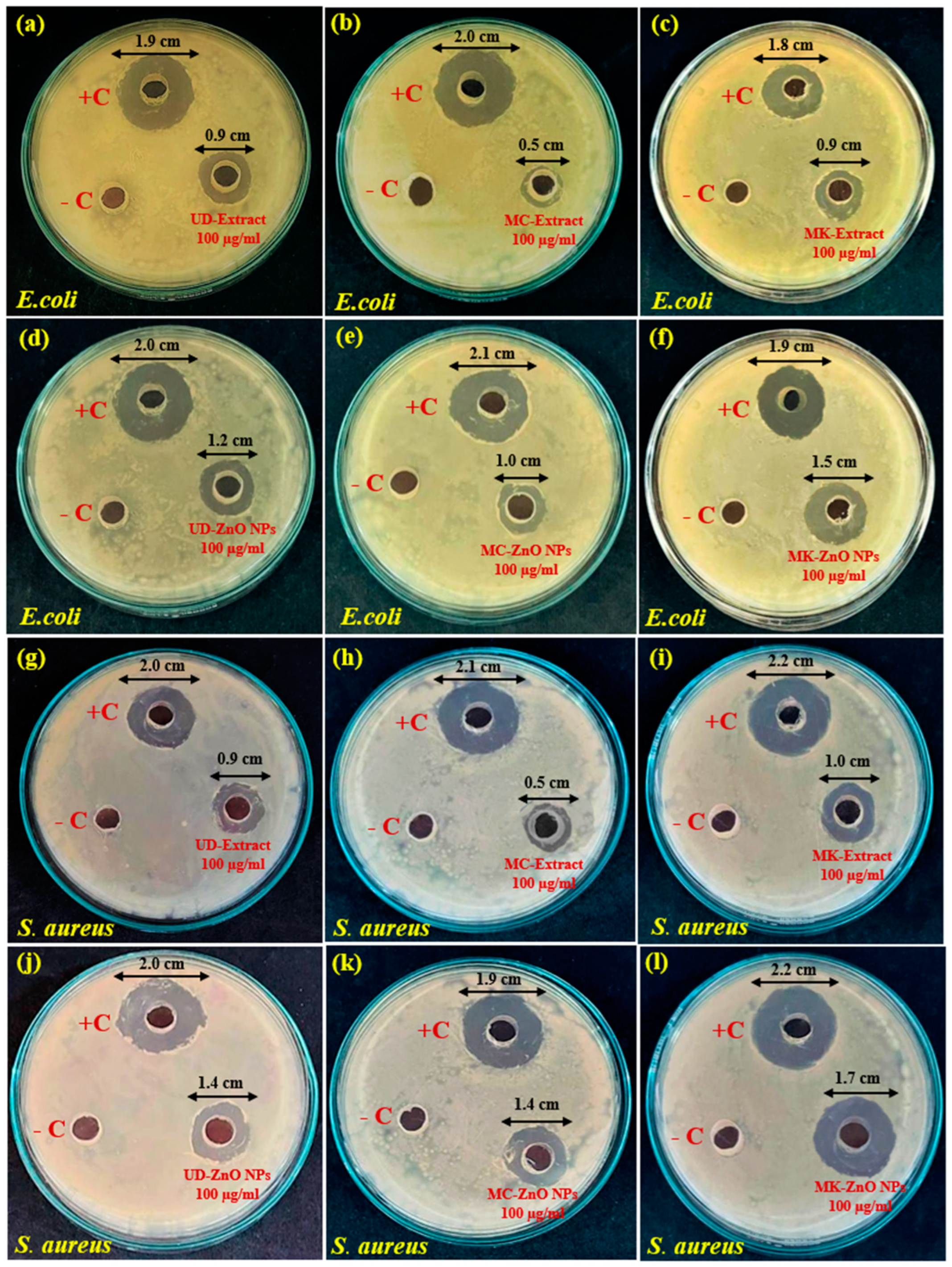 Antioxidants 12 01679 g010