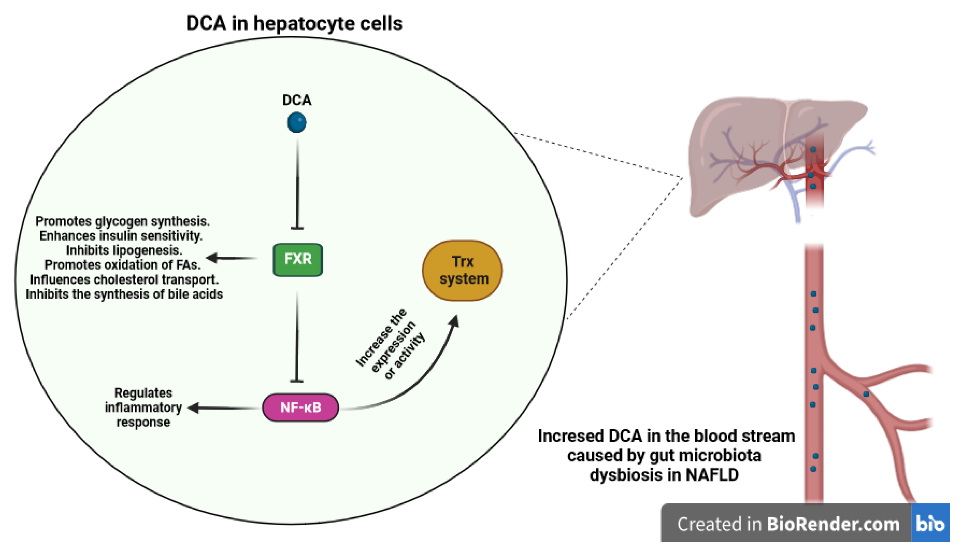 Antioxidants 12 01680 g007