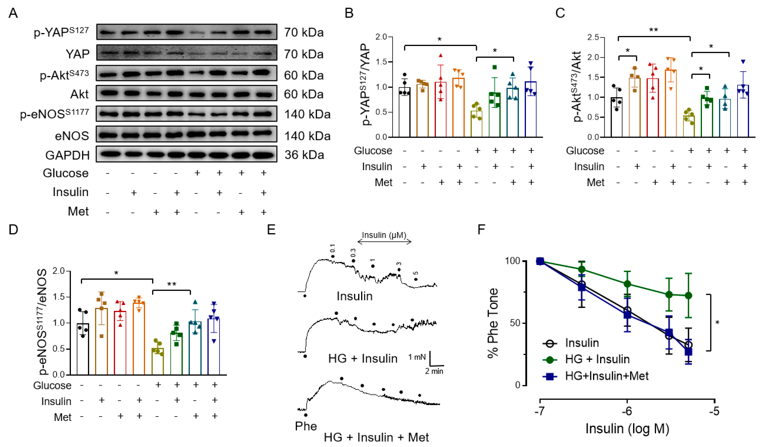 Antioxidants 12 01681 g004 Antioxidants 12 01681 g004
