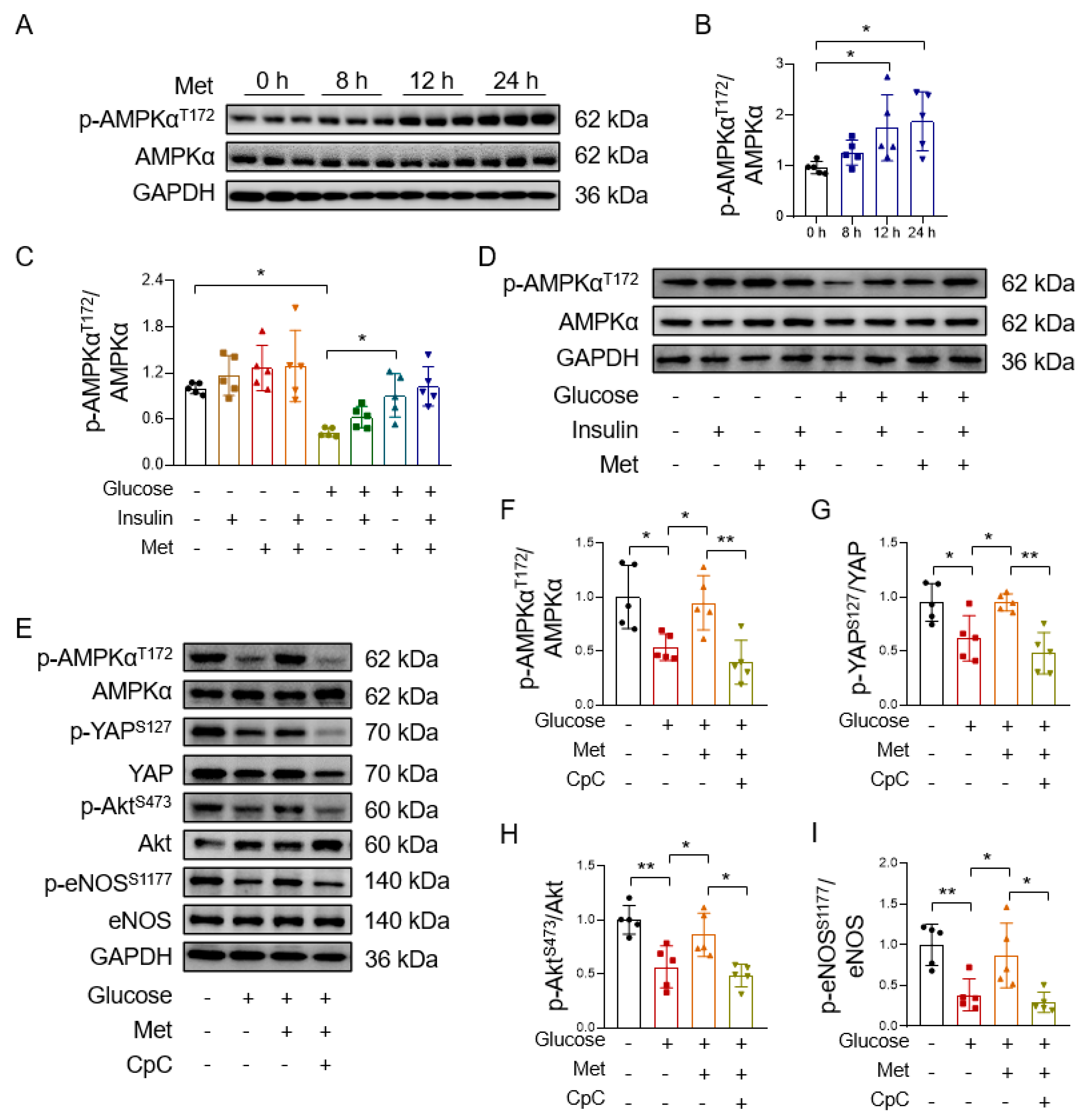 Antioxidants 12 01681 g005 Antioxidants 12 01681 g005