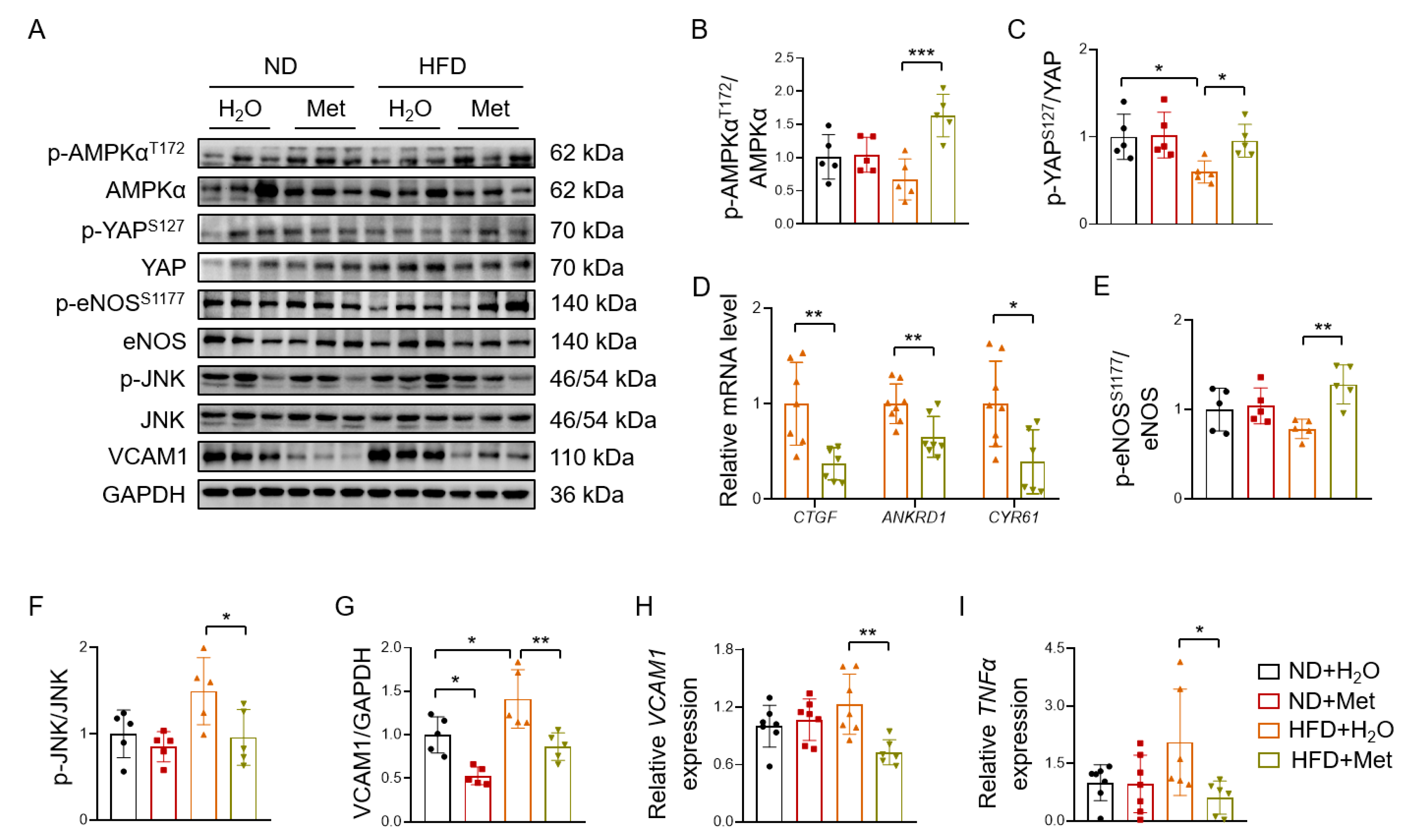 Antioxidants 12 01681 g007 Antioxidants 12 01681 g007