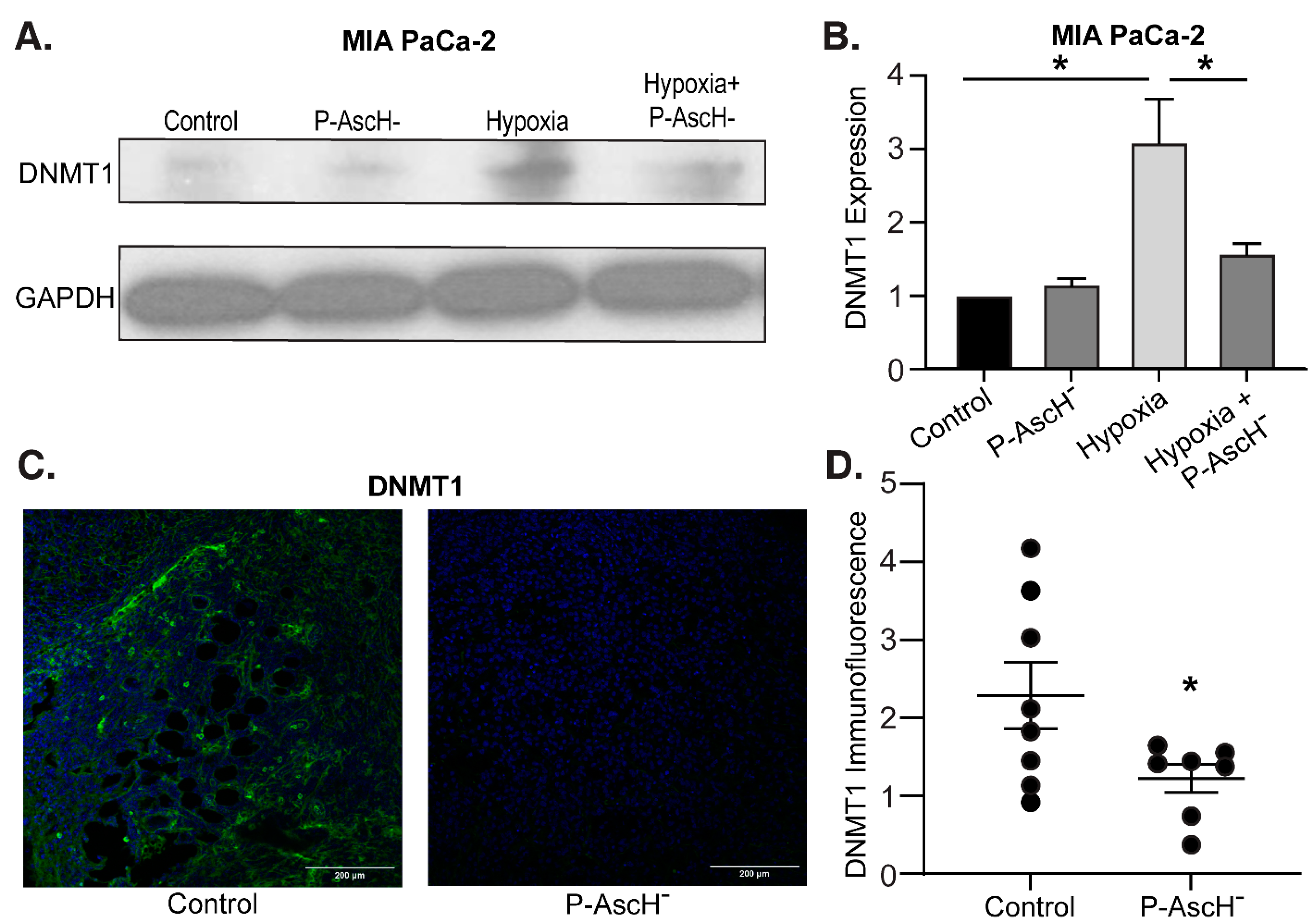 Antioxidants 12 01683 g004