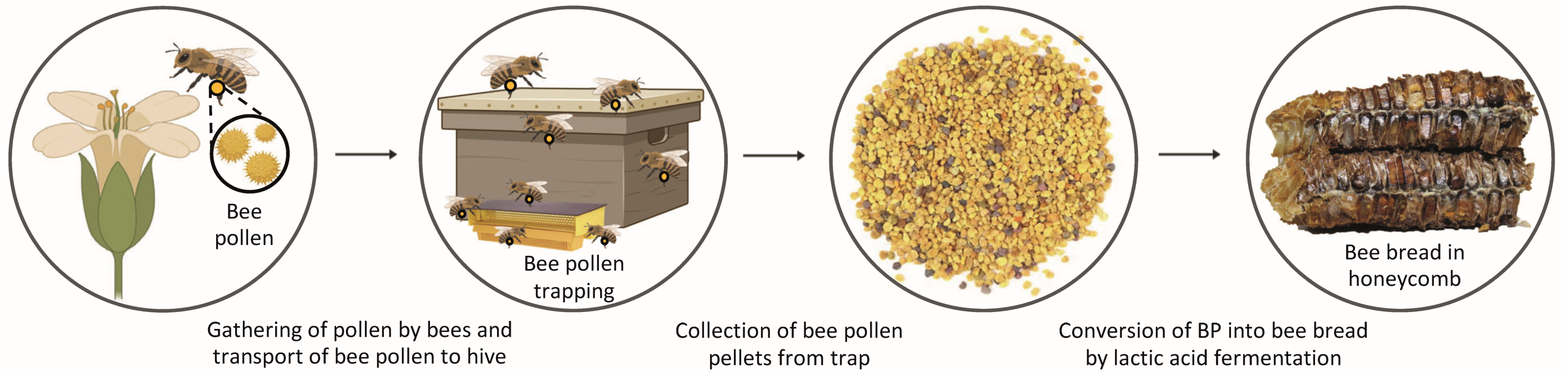 Antioxidants 12 01691 g001 Antioxidants 12 01691 g001