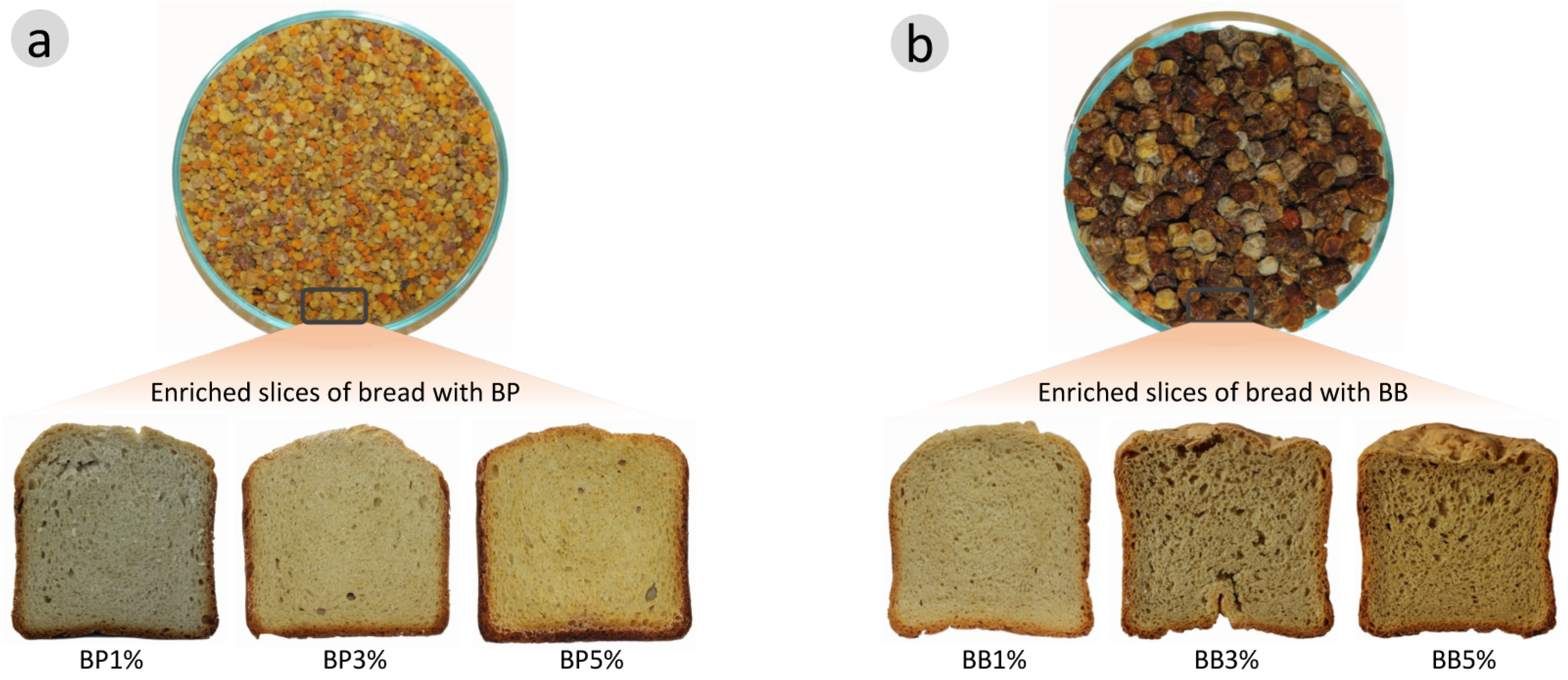 Antioxidants 12 01691 g002 Antioxidants 12 01691 g002