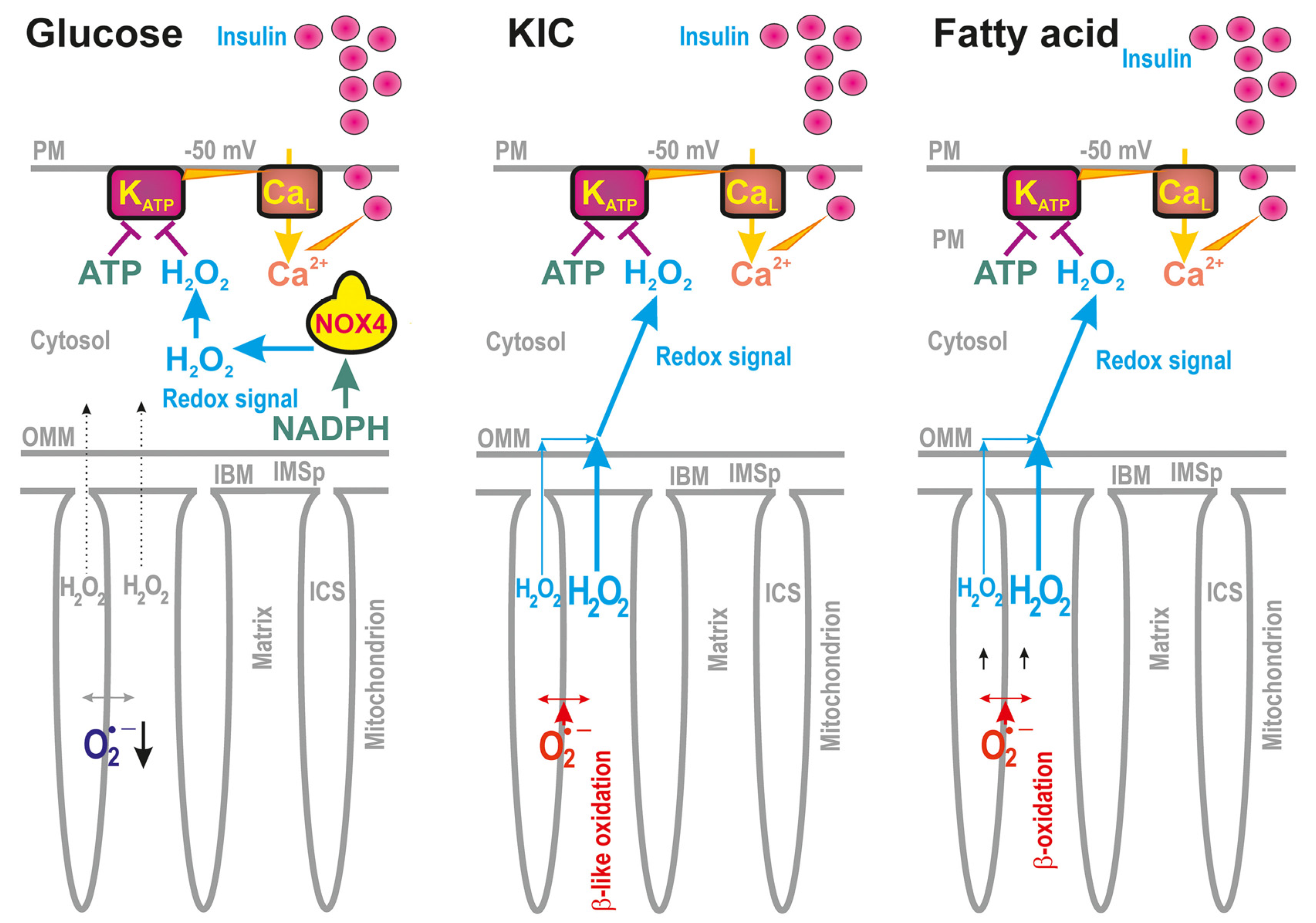 Antioxidants 12 01696 g001