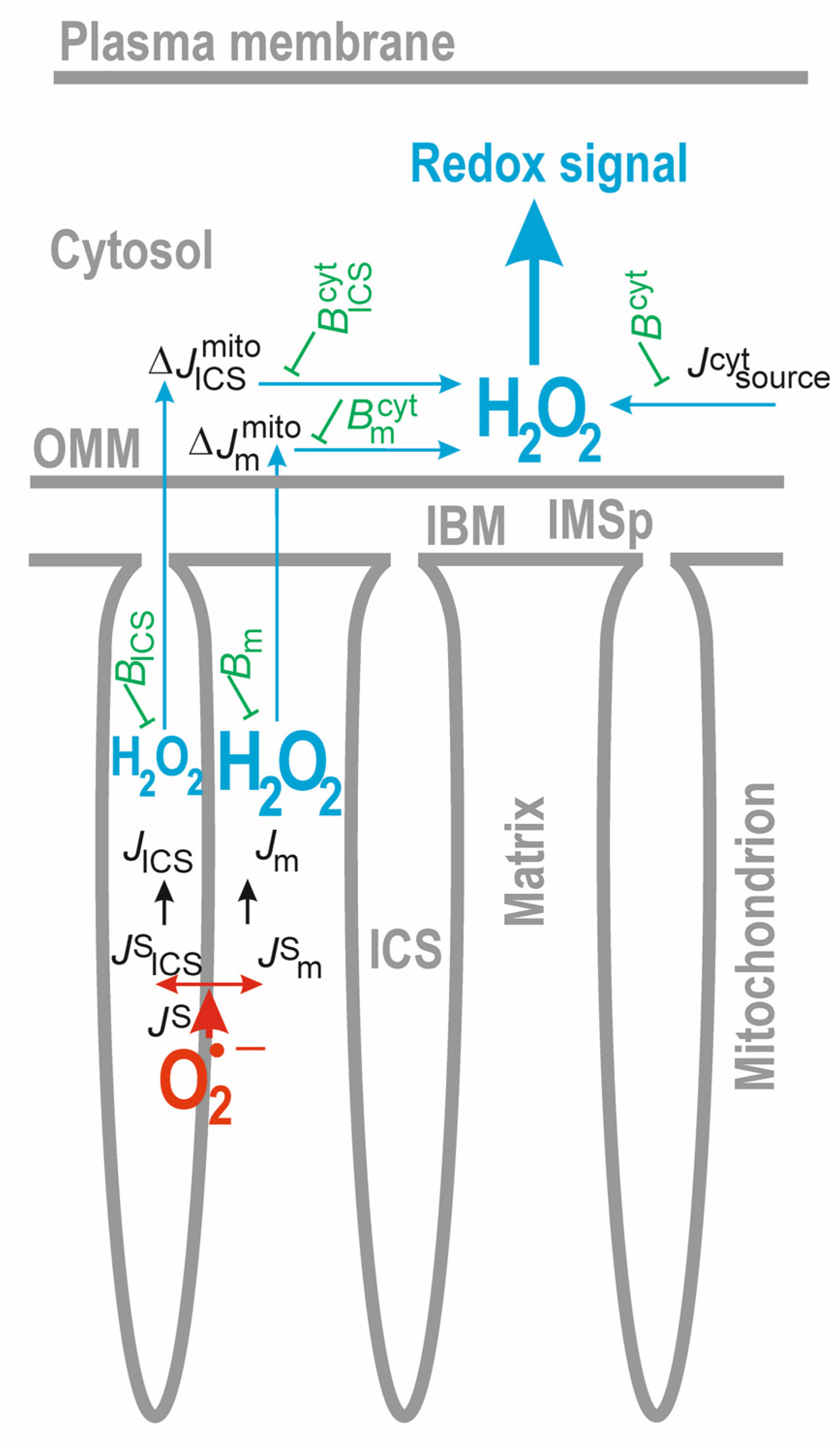 Antioxidants 12 01696 g004