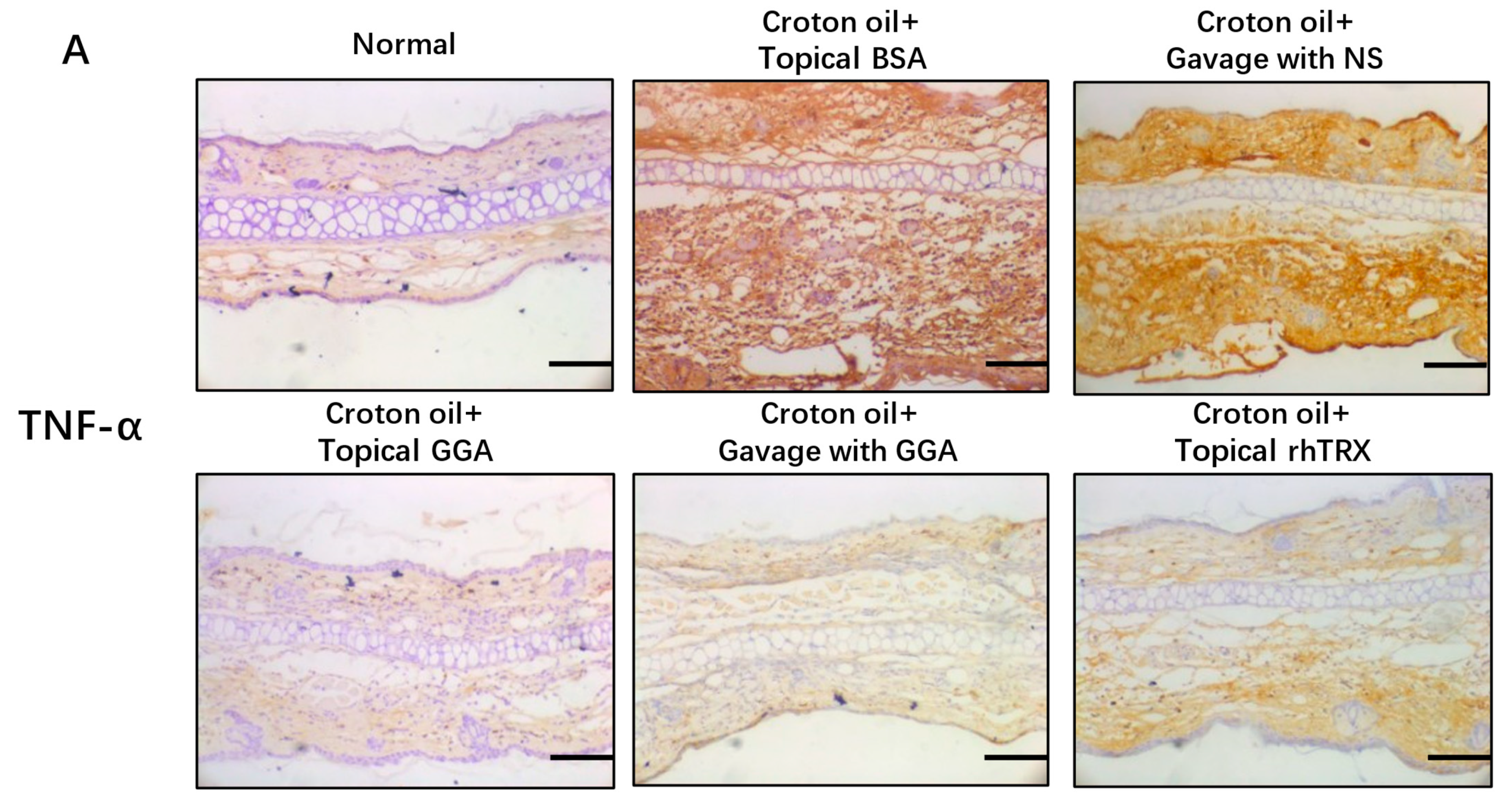 Antioxidants 12 01701 g003a
