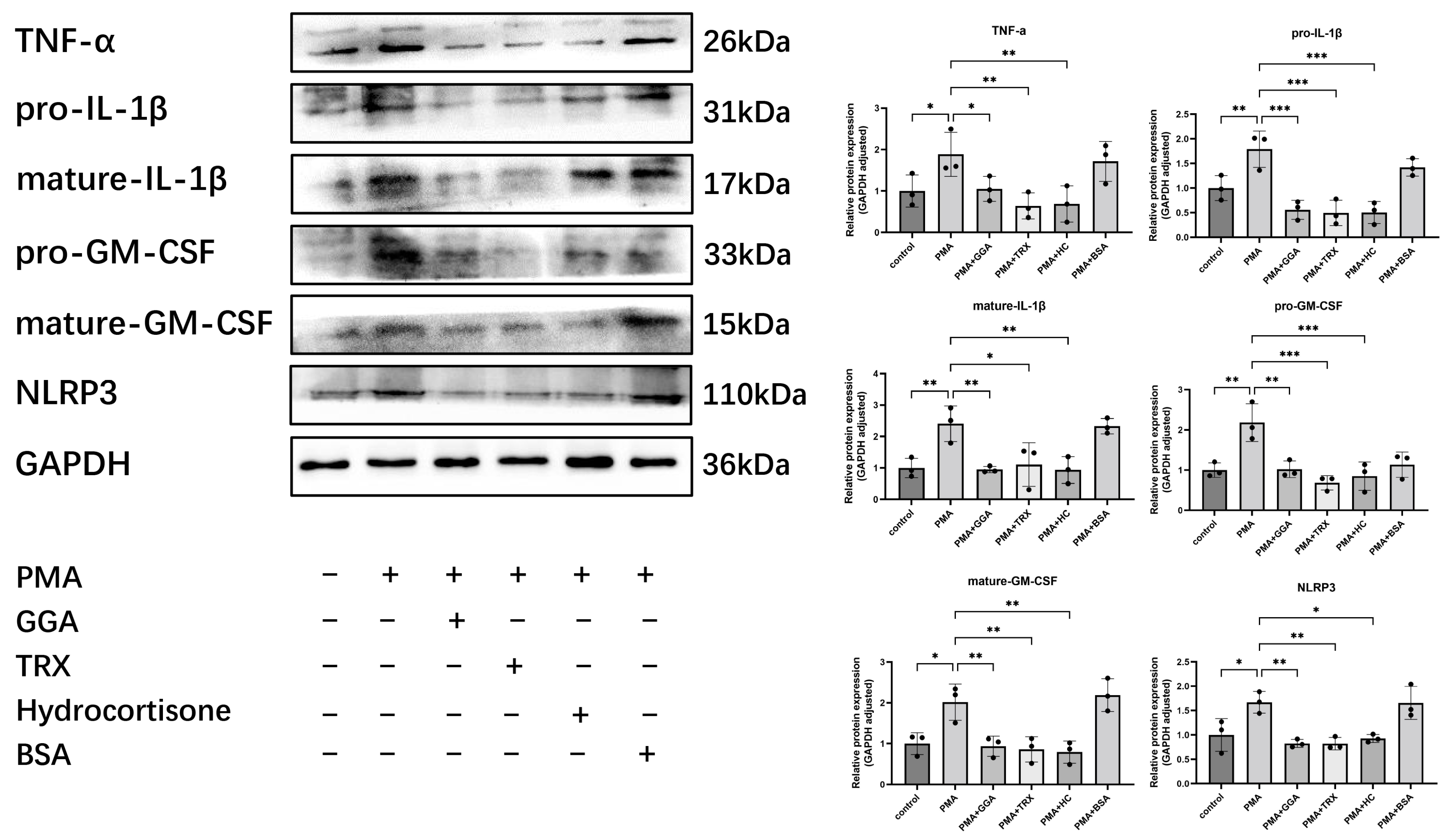 Antioxidants 12 01701 g004
