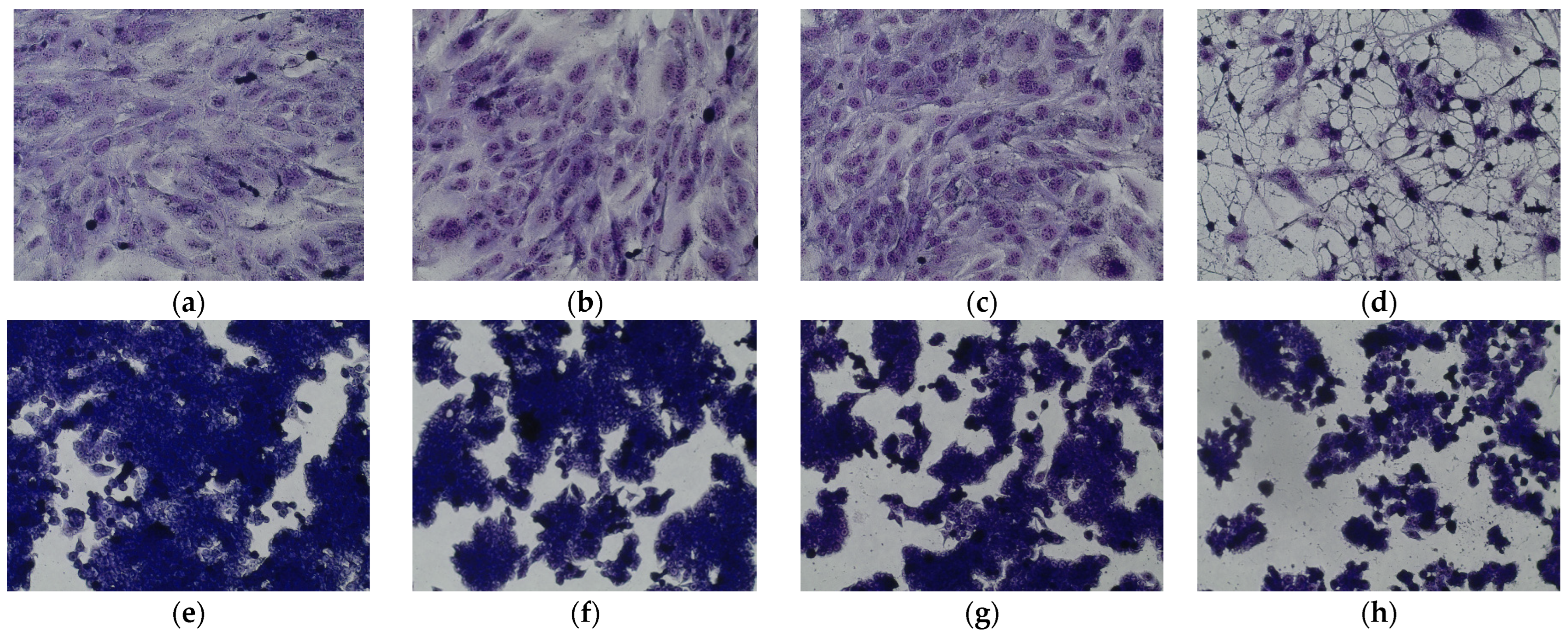 Antioxidants 12 01704 g006