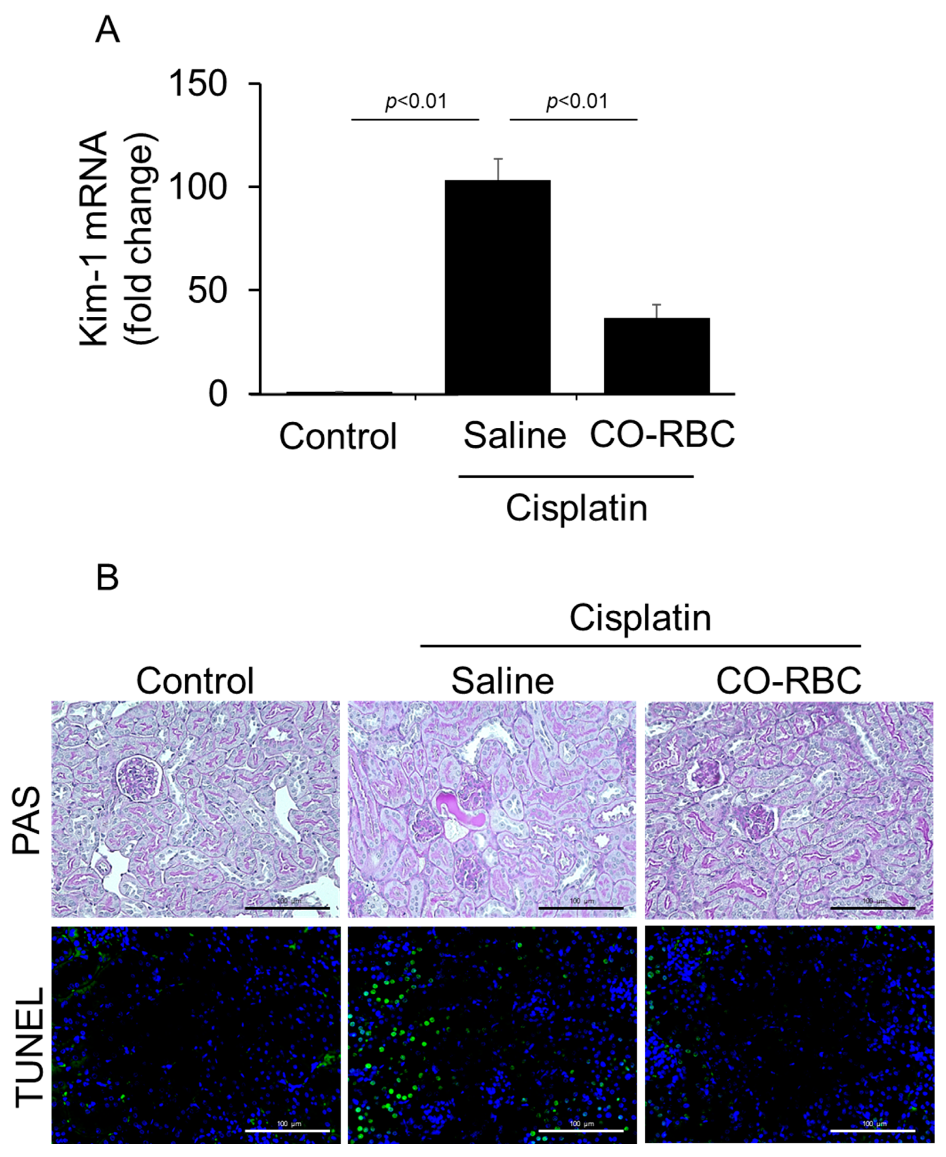 Antioxidants 12 01705 g004