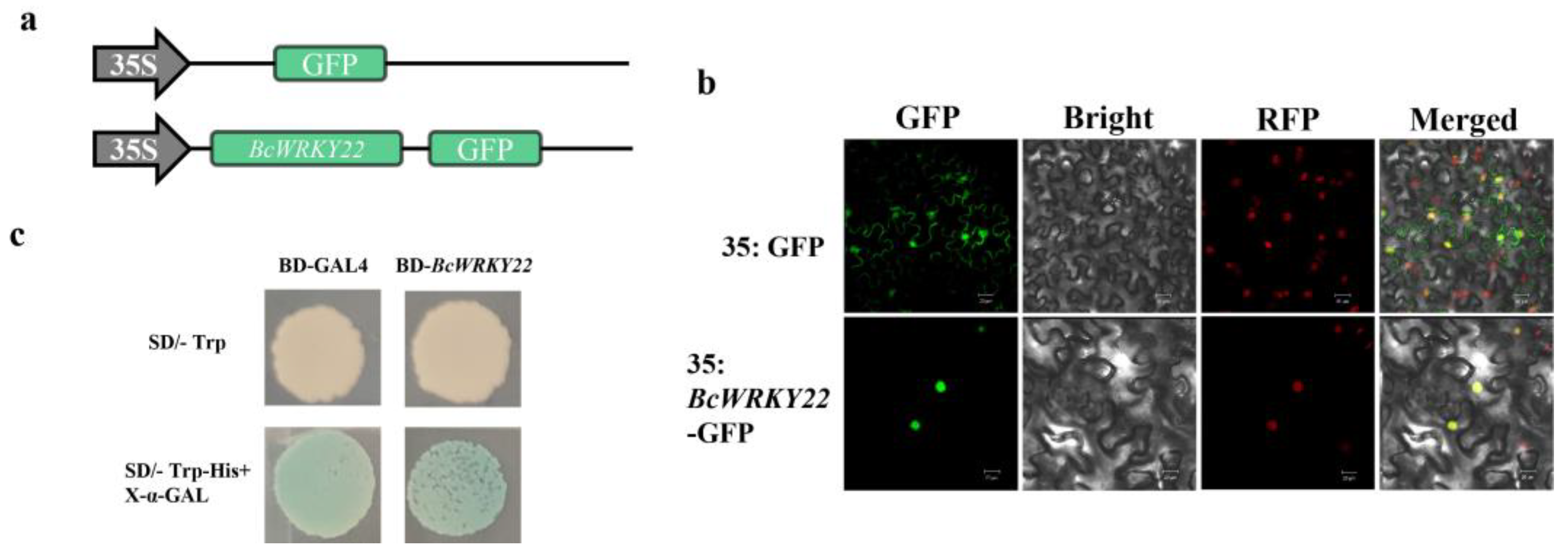 Antioxidants 12 01710 g002