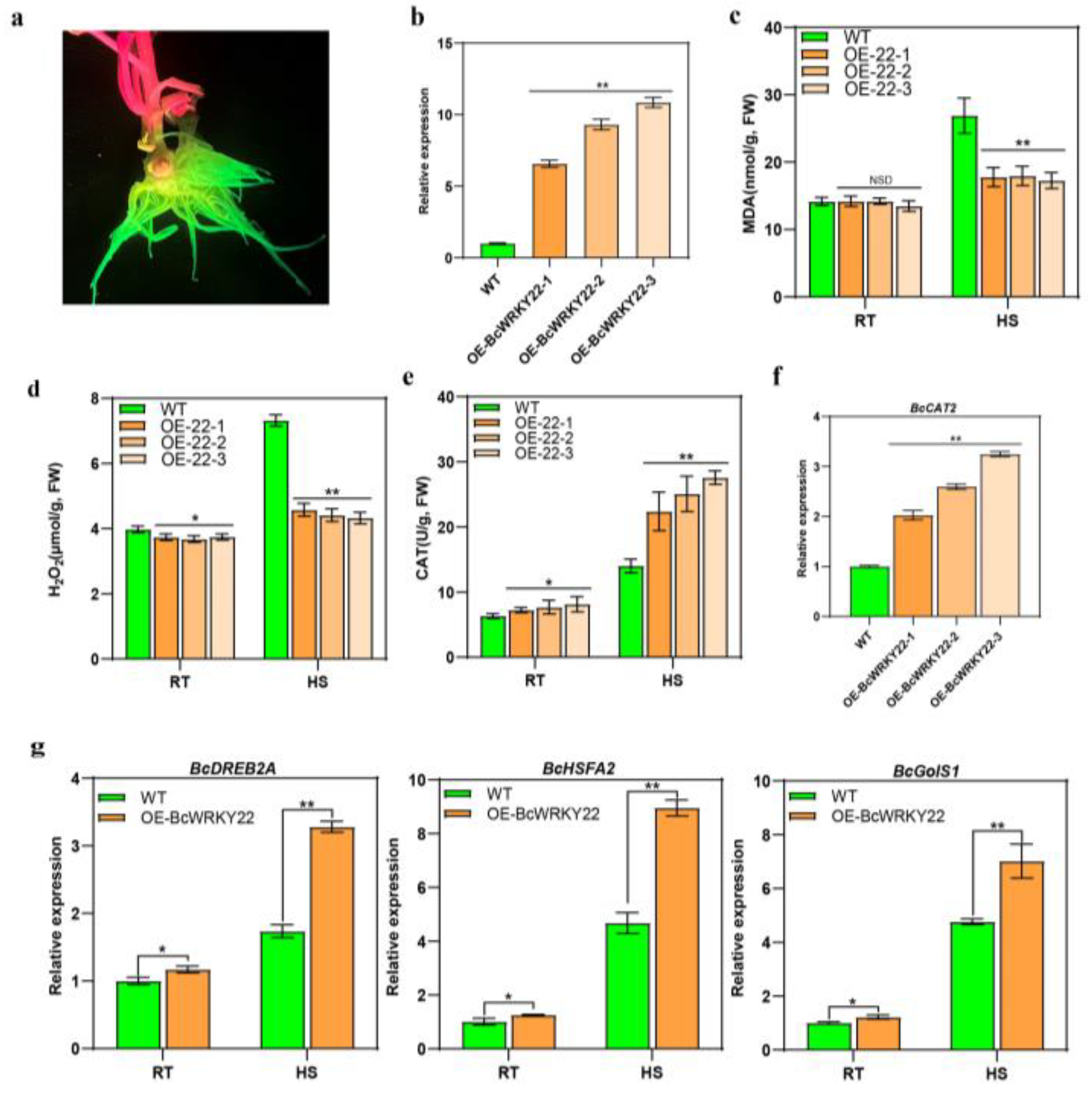 Antioxidants 12 01710 g005