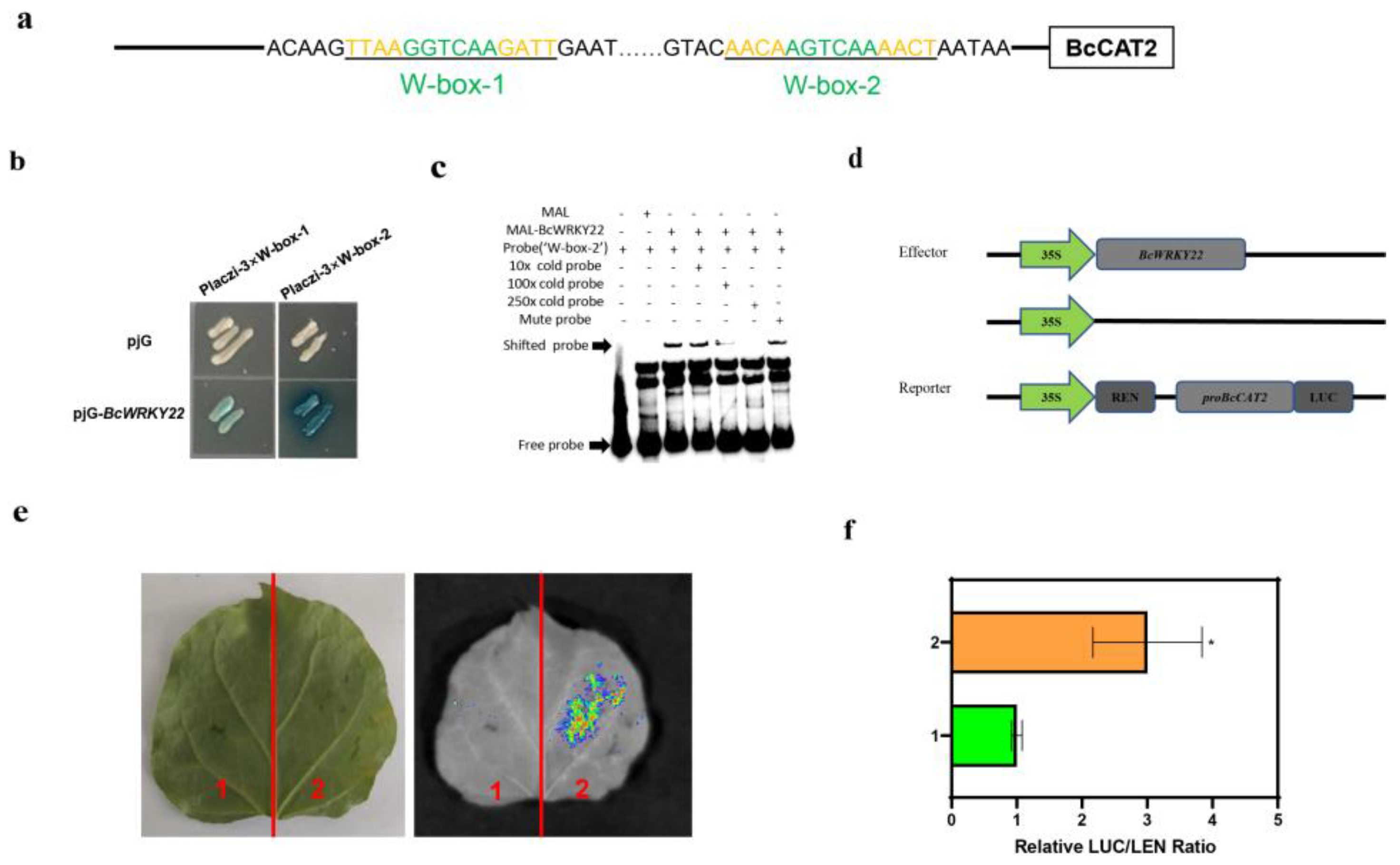 Antioxidants 12 01710 g006