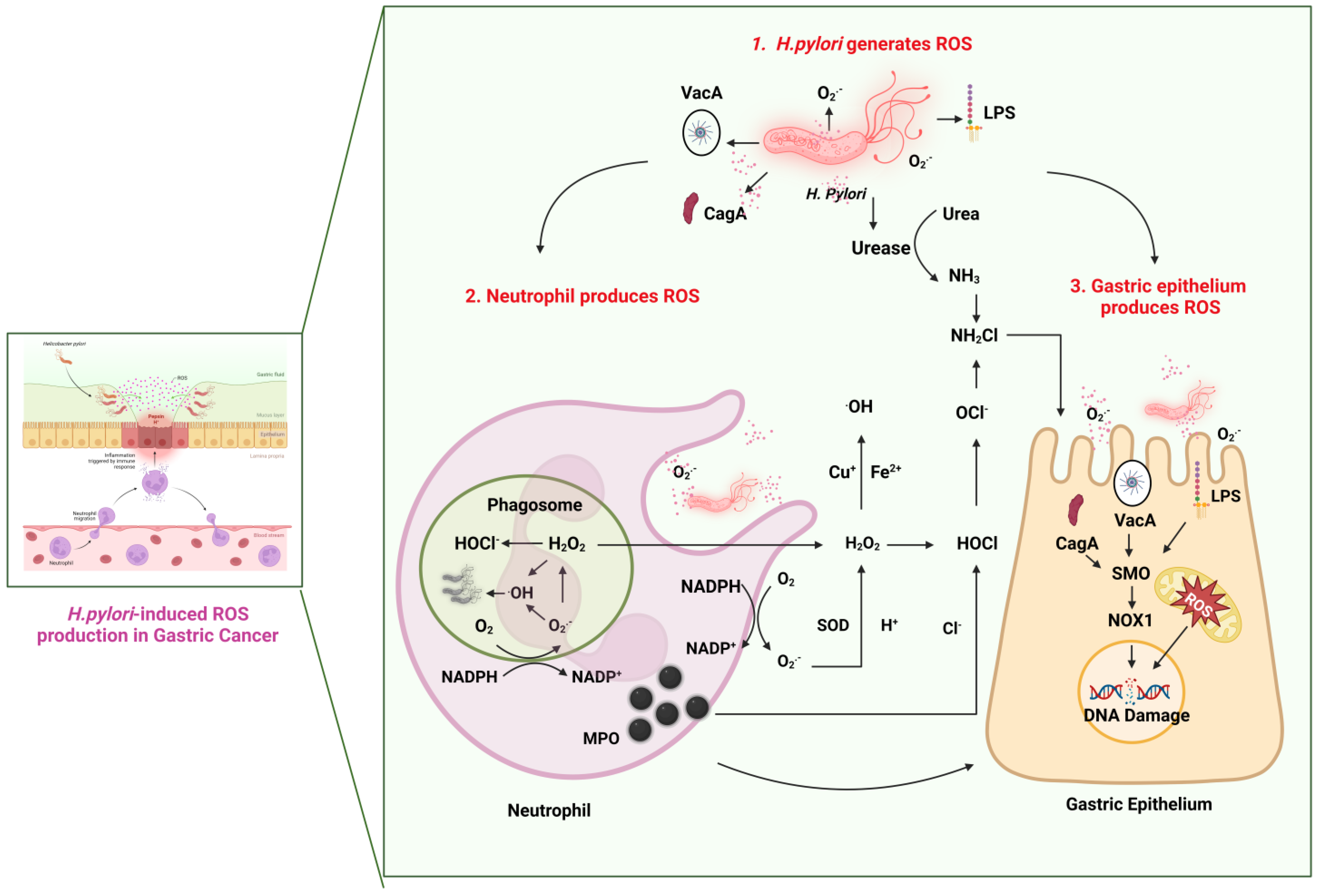 Antioxidants 12 01712 g001