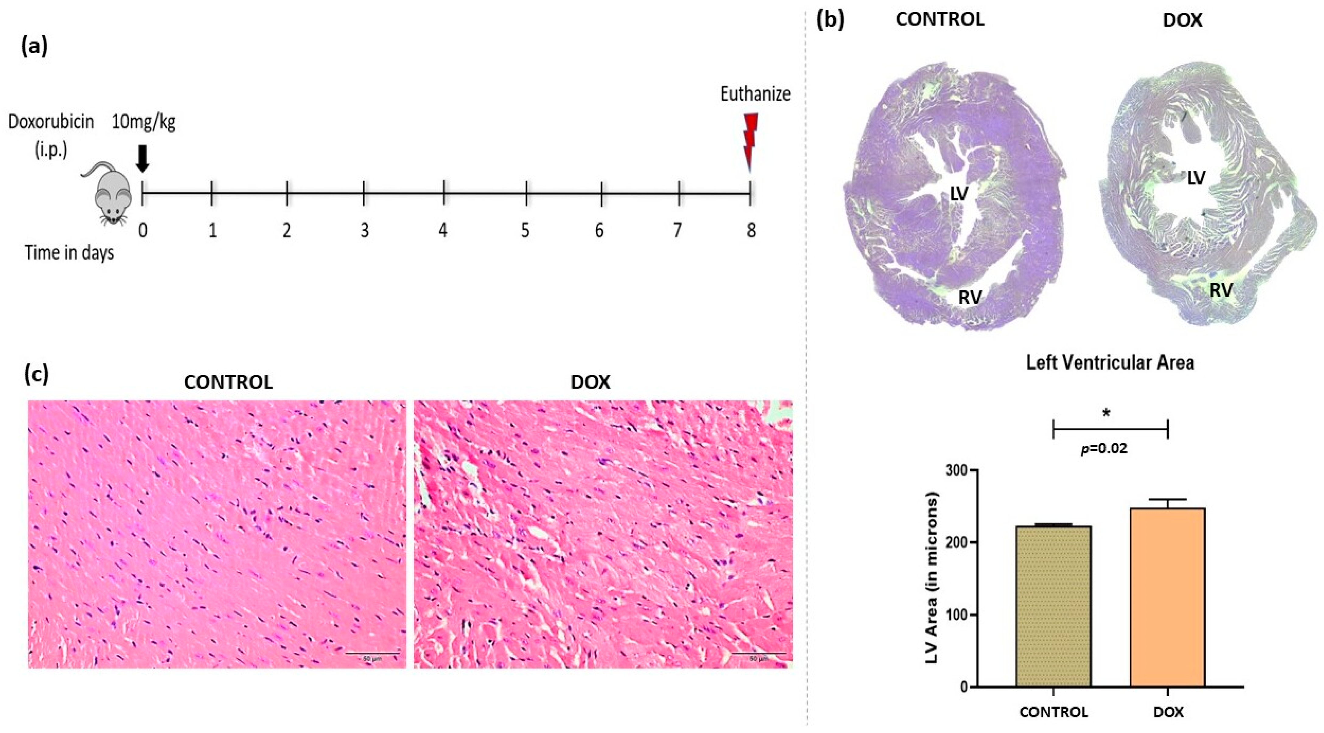 Antioxidants 12 01720 g001 Antioxidants 12 01720 g001