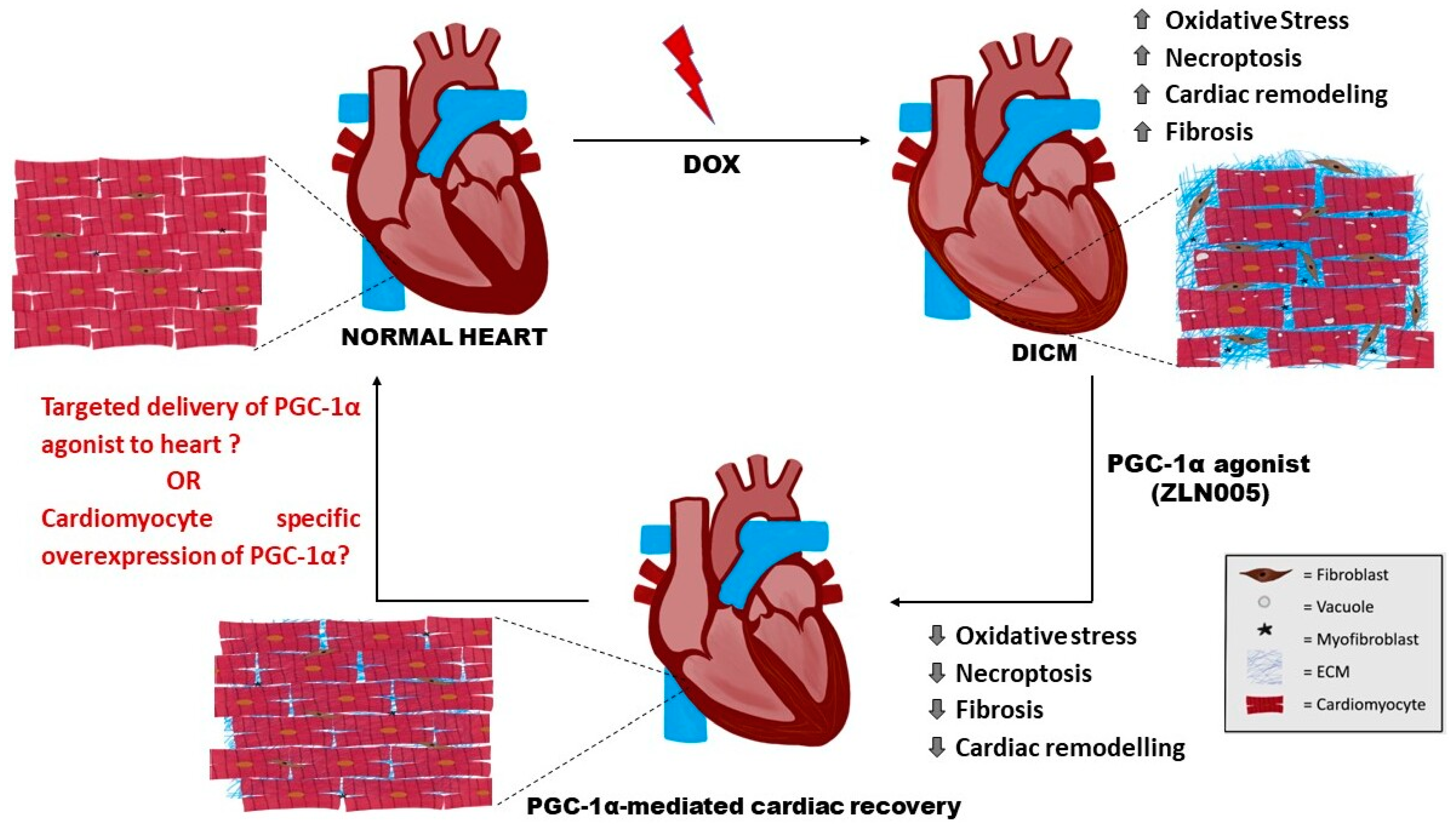 Antioxidants 12 01720 g007 Antioxidants 12 01720 g007