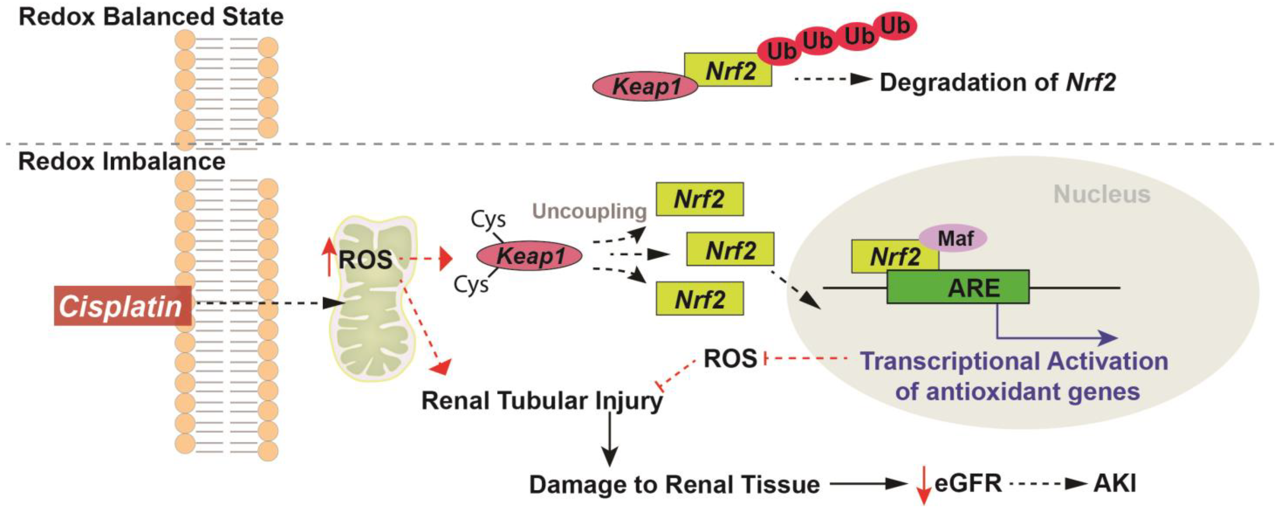 Antioxidants 12 01728 g002 Antioxidants 12 01728 g002