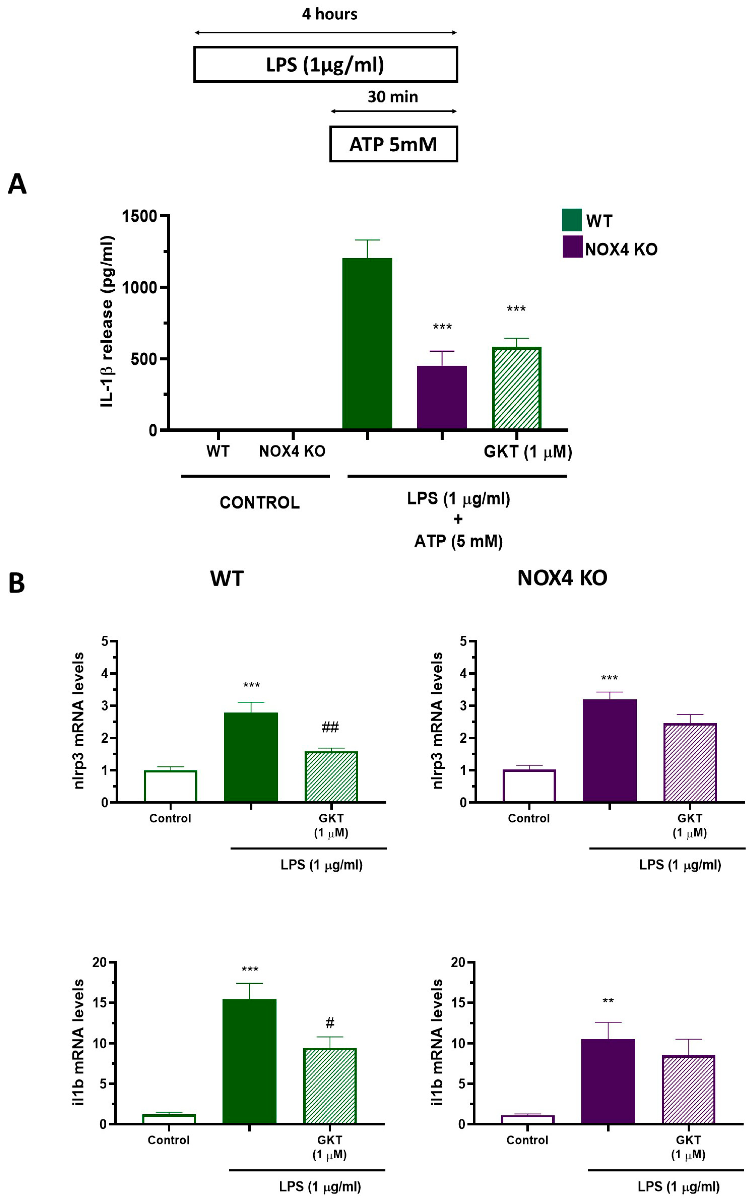 Antioxidants 12 01729 g001