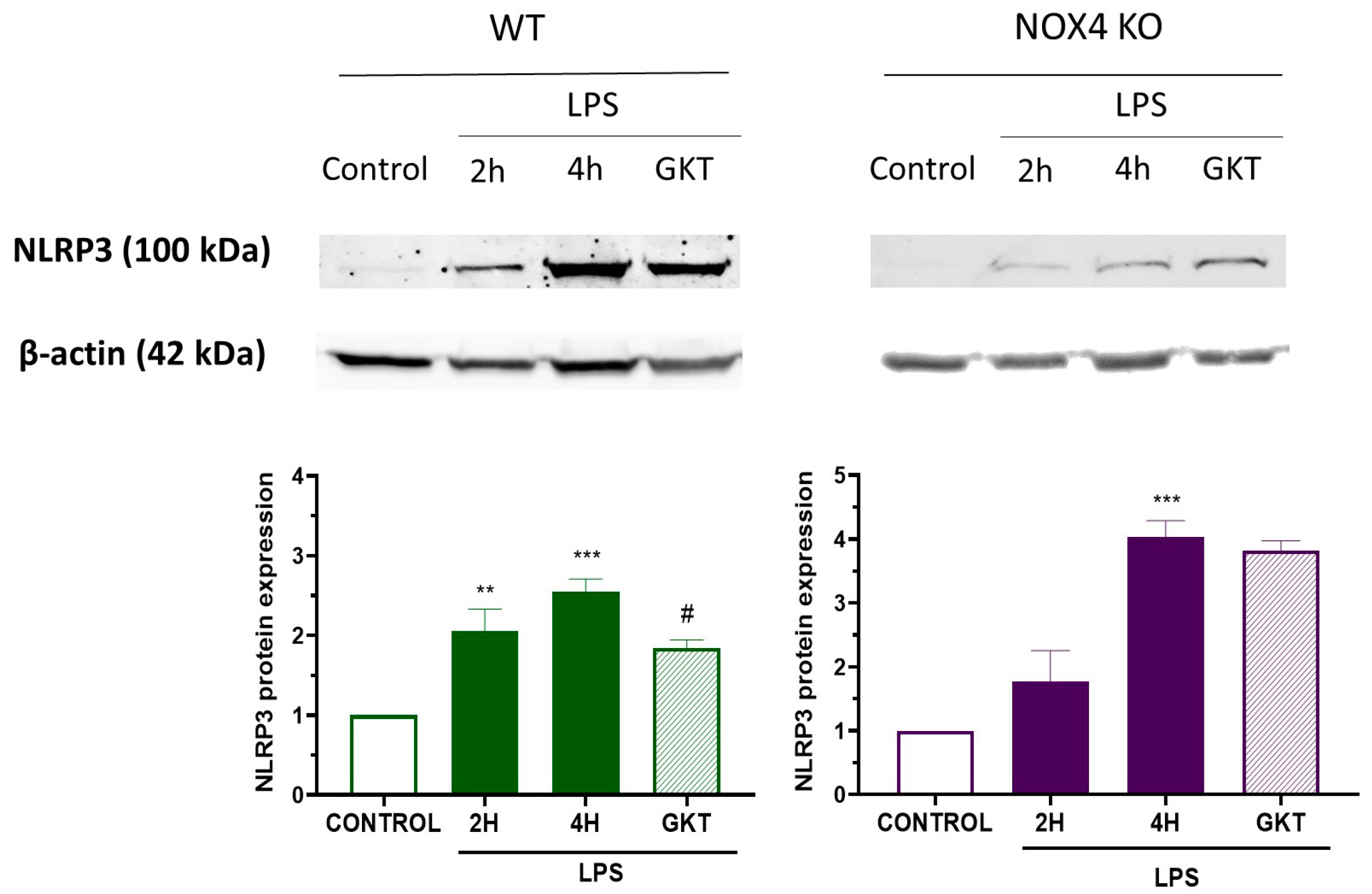 Antioxidants 12 01729 g002