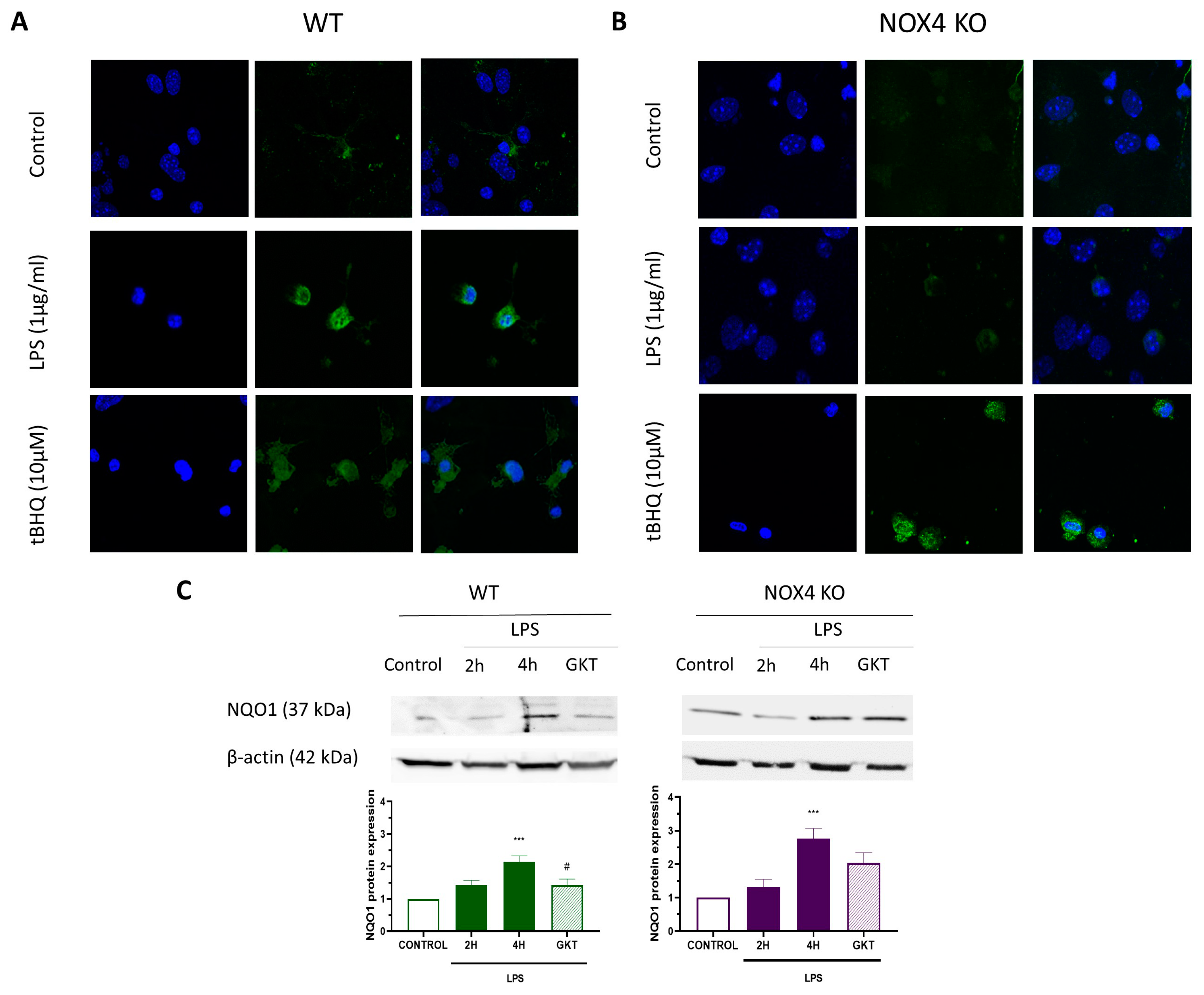 Antioxidants 12 01729 g003