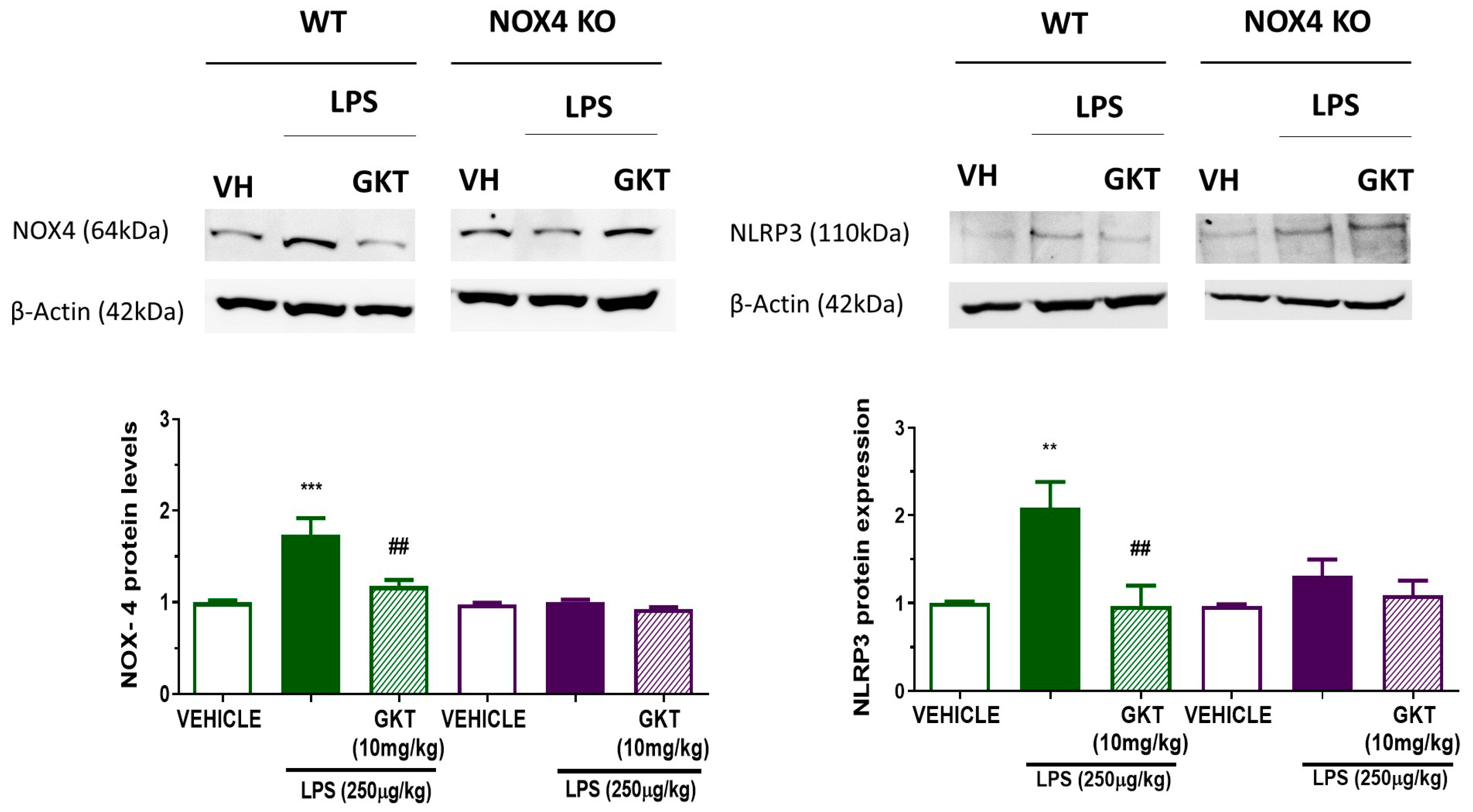 Antioxidants 12 01729 g007
