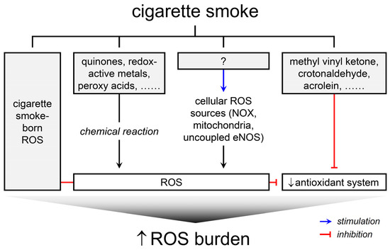 Cigarette Smoke-Induced Reactive Oxygen Species Formation: A 